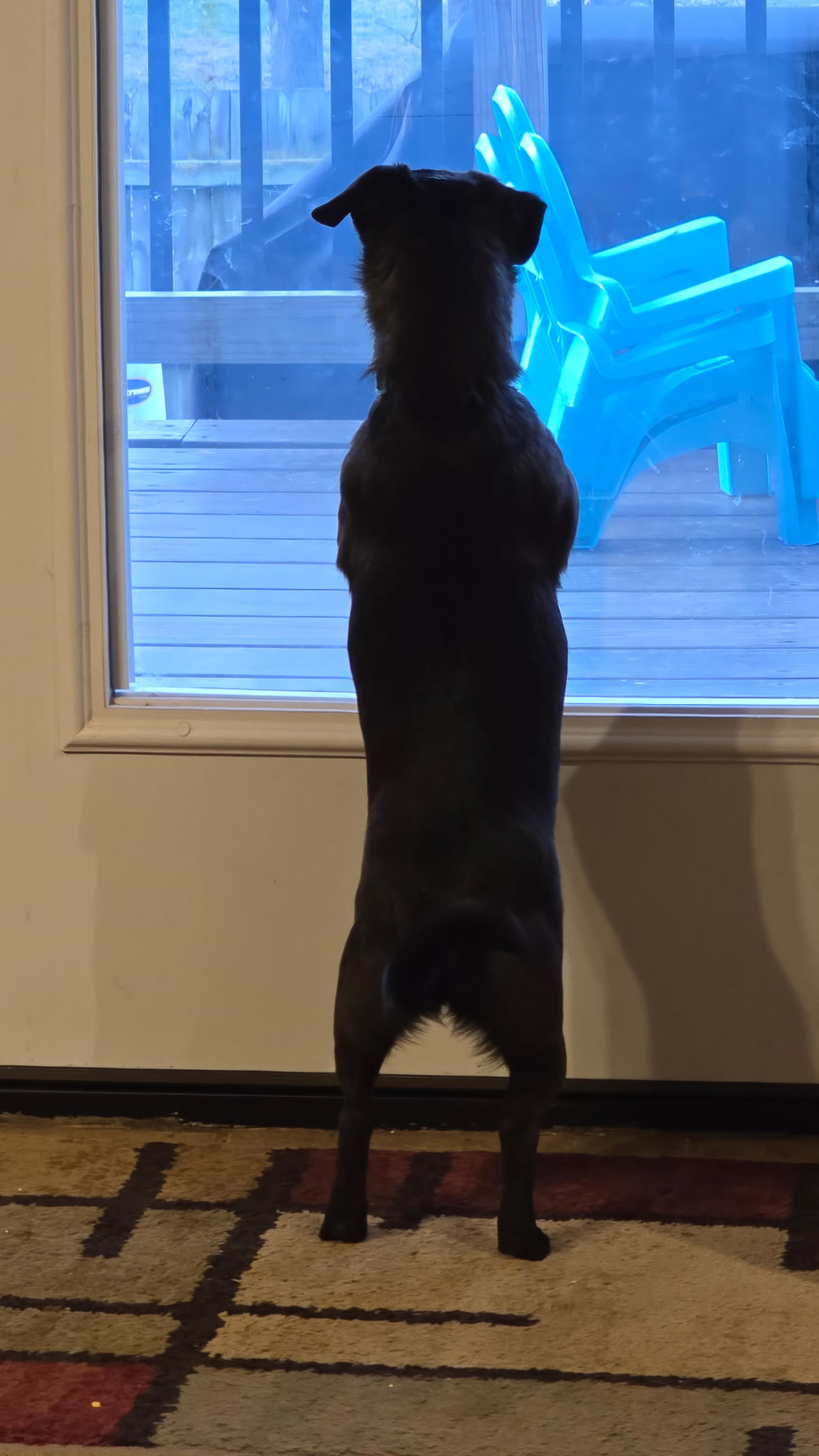 Strawberry" Marlee" thumbnail 4