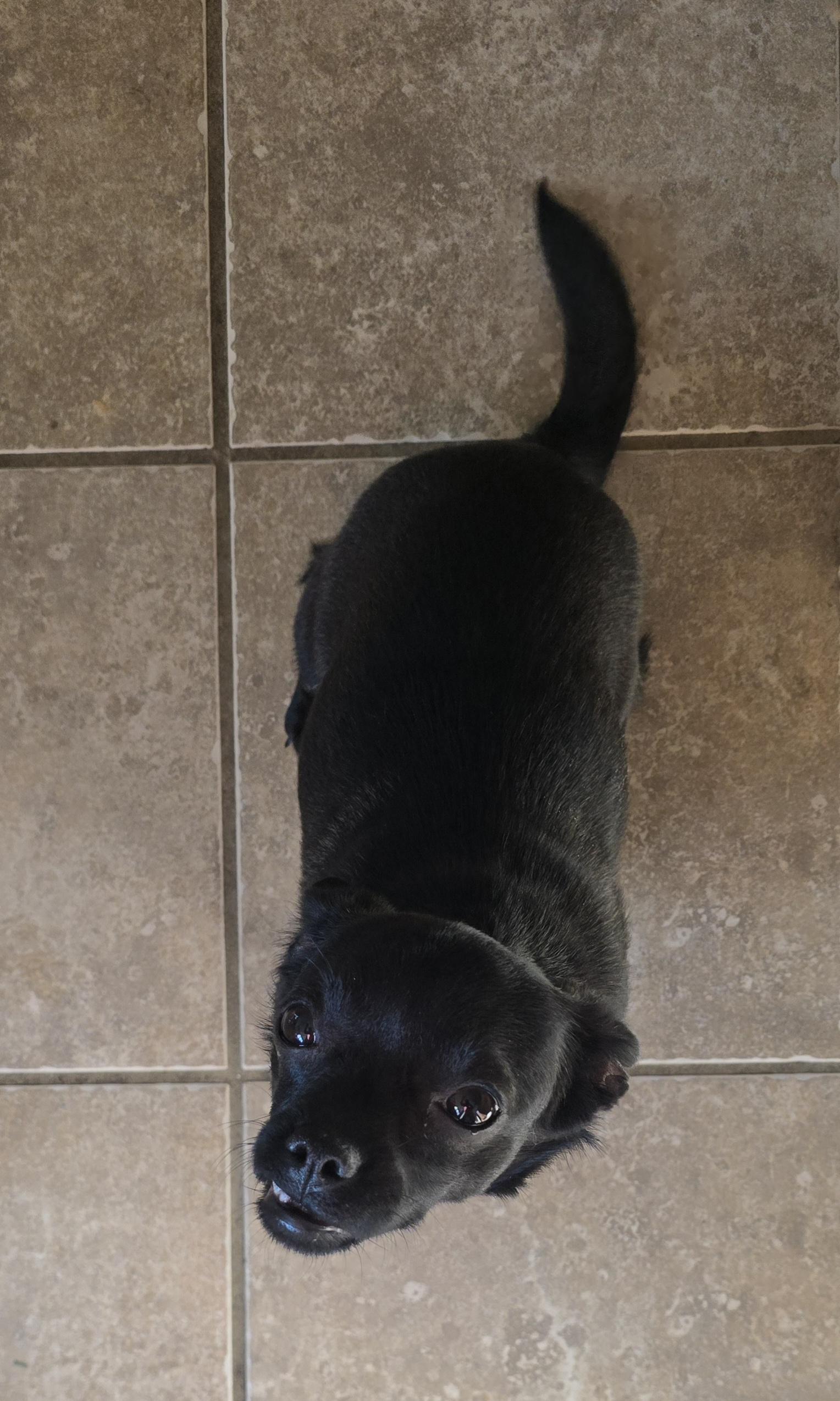 Enlarge Strawberry" Marlee" , a ADOPTABLE Puggle in Lexington, KY image 5/6