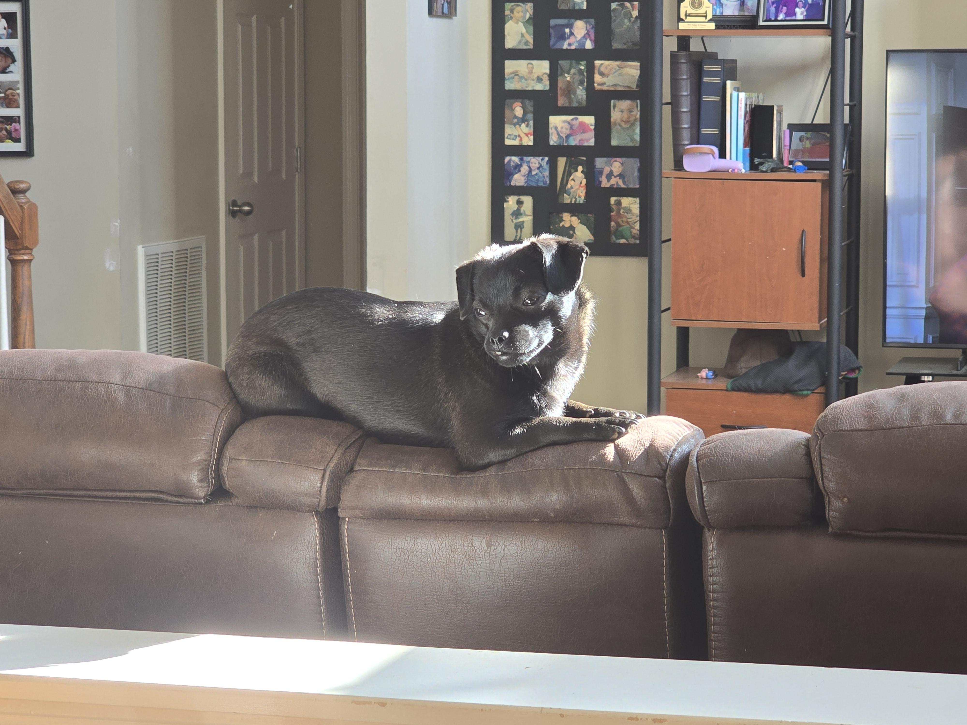 Enlarge Strawberry" Marlee" , a ADOPTABLE Puggle in Lexington, KY image 6/6