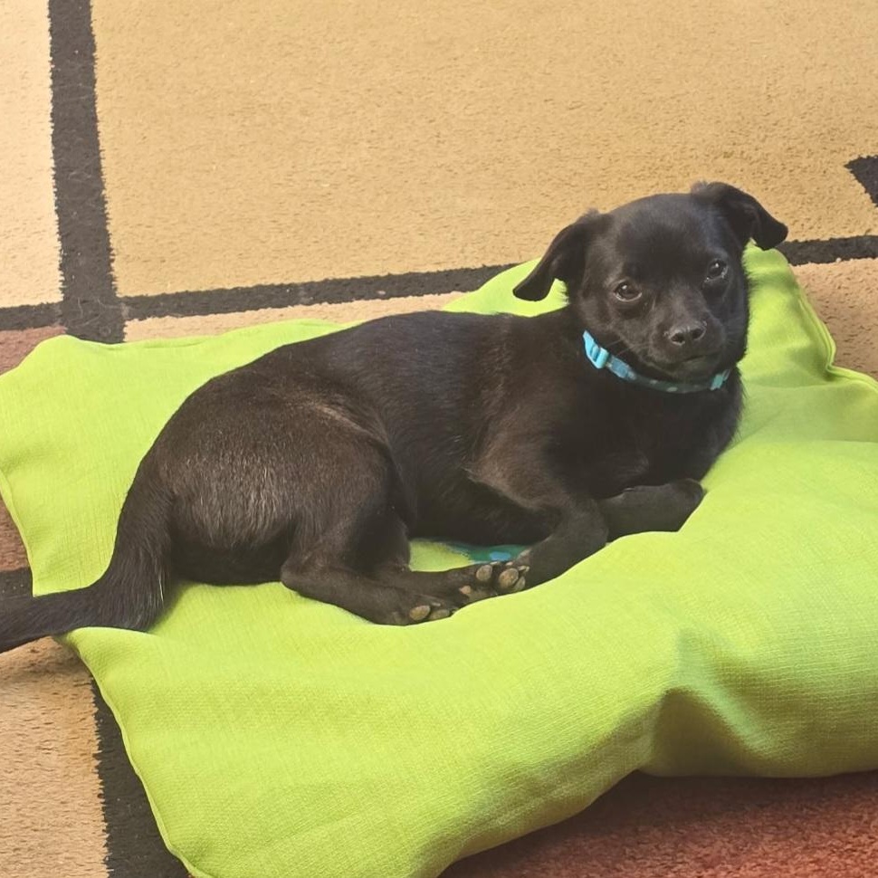 Strawberry" Marlee" , ADOPTABLE, Puppy Female Puggle.