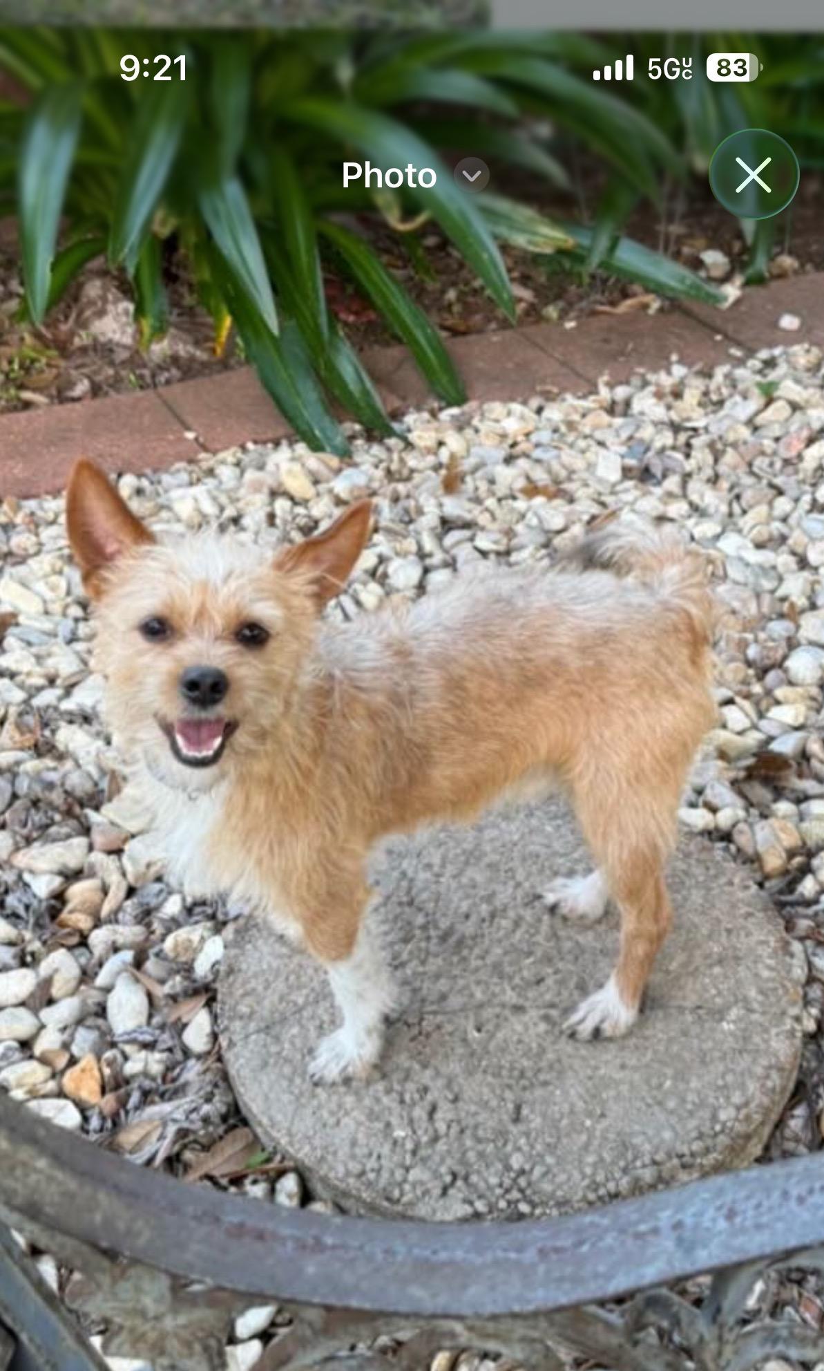 Joker, a ADOPTABLE Cairn Terrier in New Orleans, LA image 2/3
