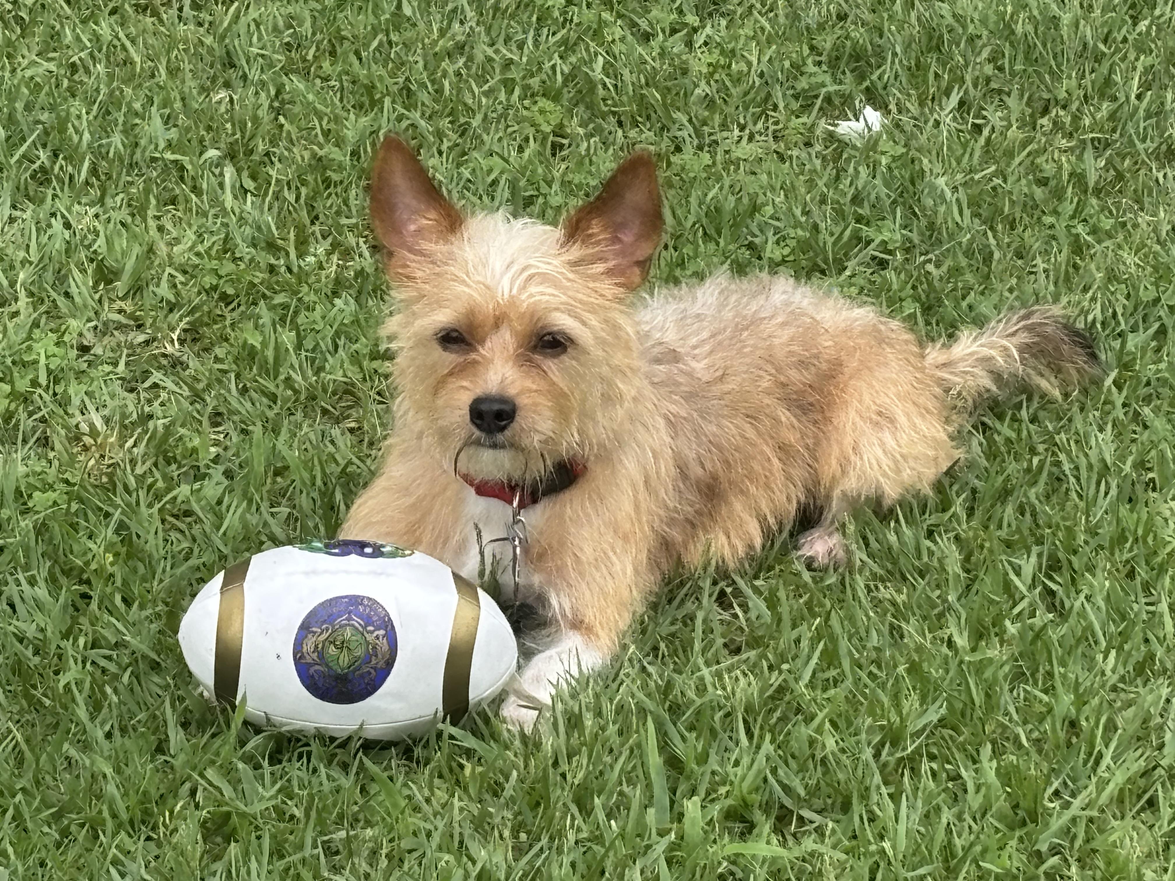 Joker, a ADOPTABLE Cairn Terrier in New Orleans, LA image 1/3