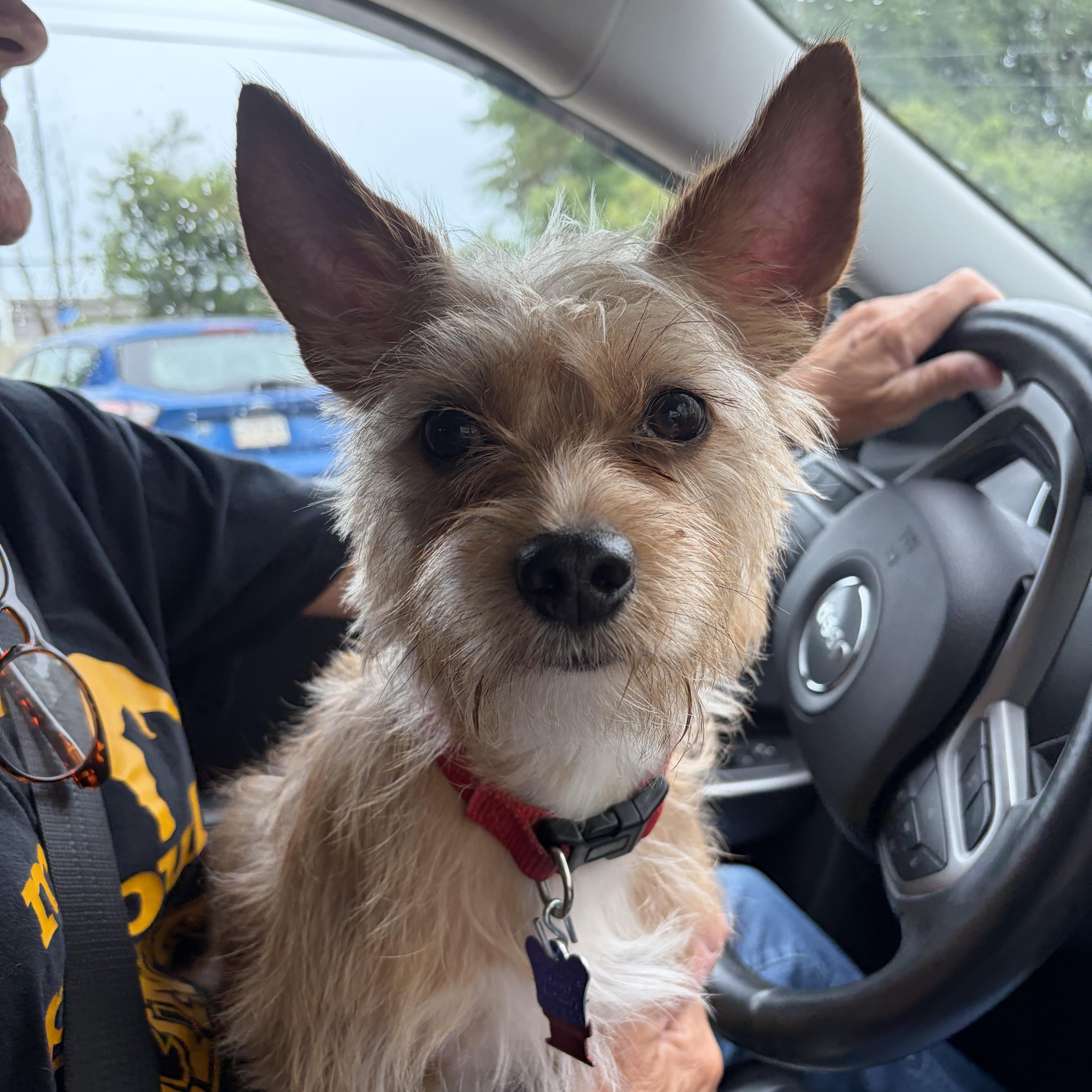 Joker, a ADOPTABLE Cairn Terrier in New Orleans, LA image 3/3