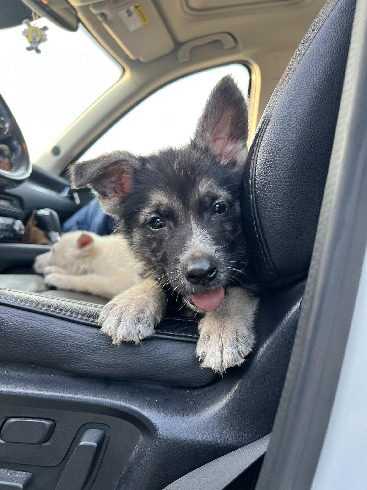 Enlarge Shepherd Puppy, a ADOPTABLE German Shepherd Dog in Lockhart, TX image 5/5