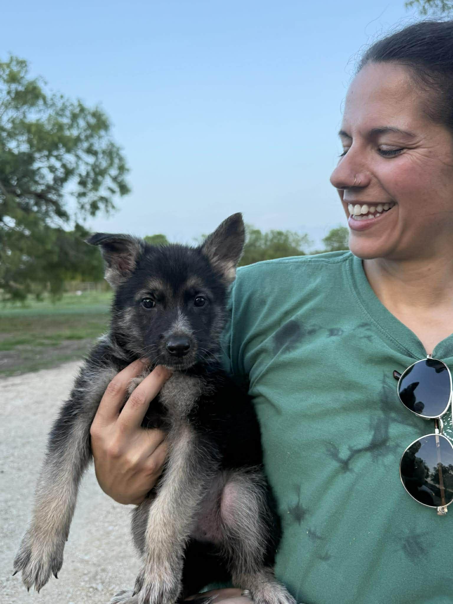 Shepherd Puppy, ADOPTABLE, Puppy Male German Shepherd Dog.