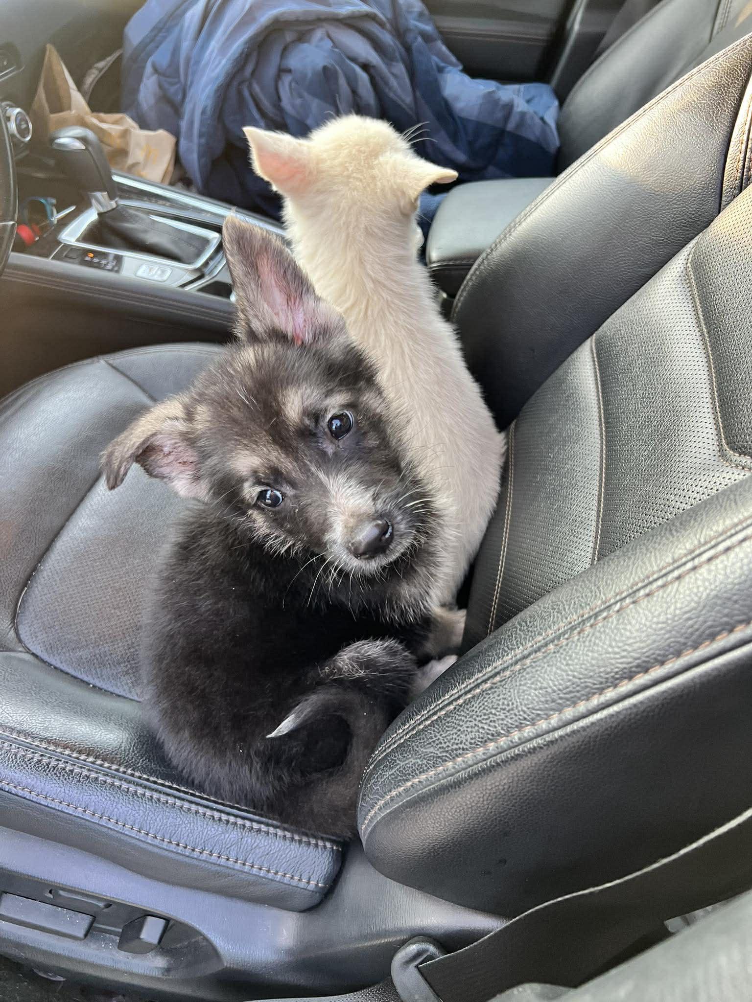 Enlarge Shepherd Puppy, a ADOPTABLE German Shepherd Dog in Lockhart, TX image 4/5