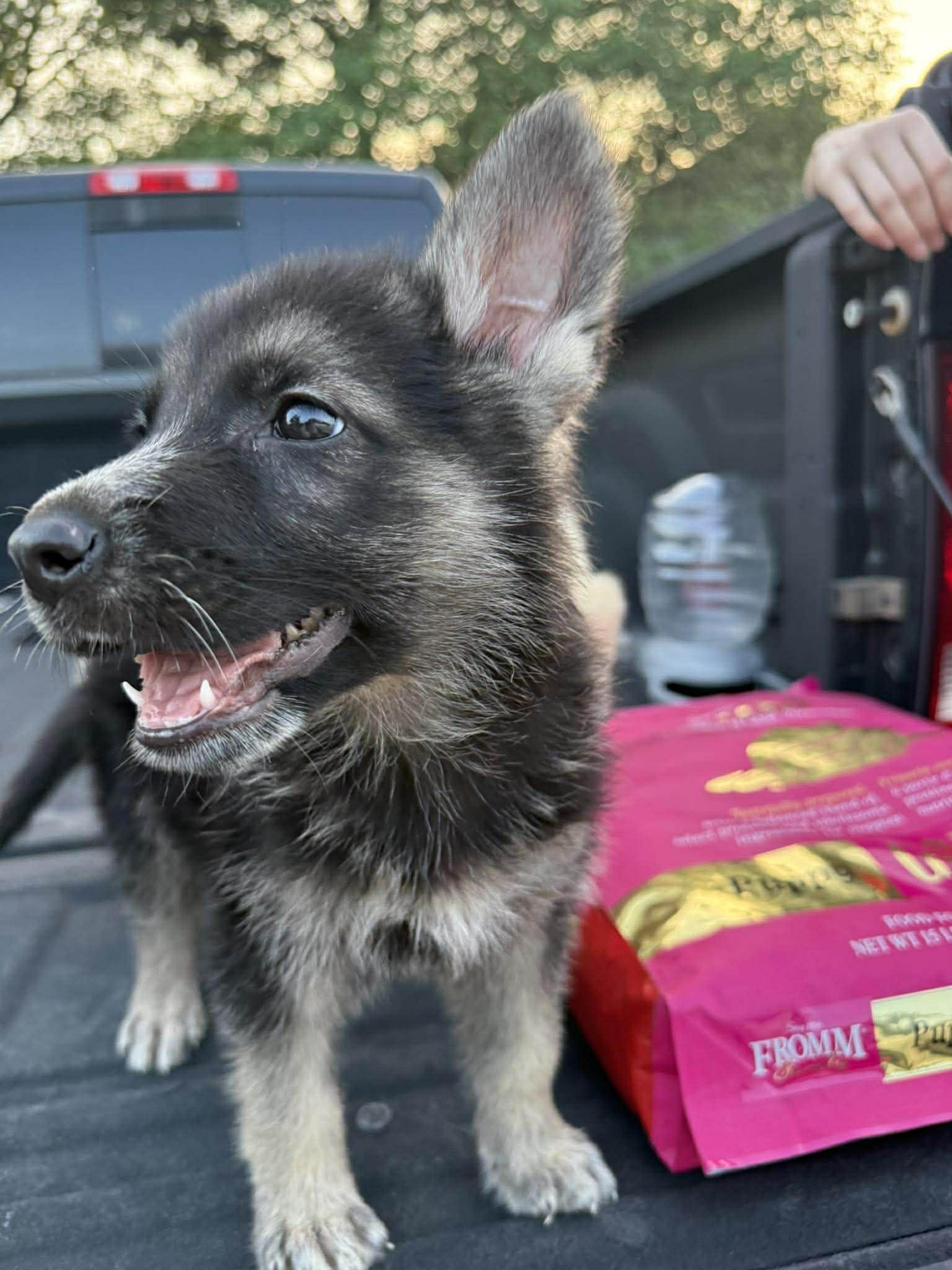 Enlarge Shepherd Puppy, a ADOPTABLE German Shepherd Dog in Lockhart, TX image 2/5