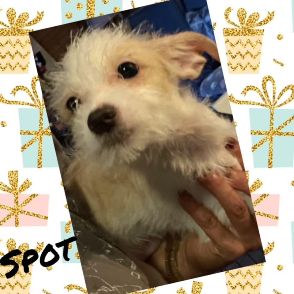 Spot, Adopted, Young Male Maltipoo.