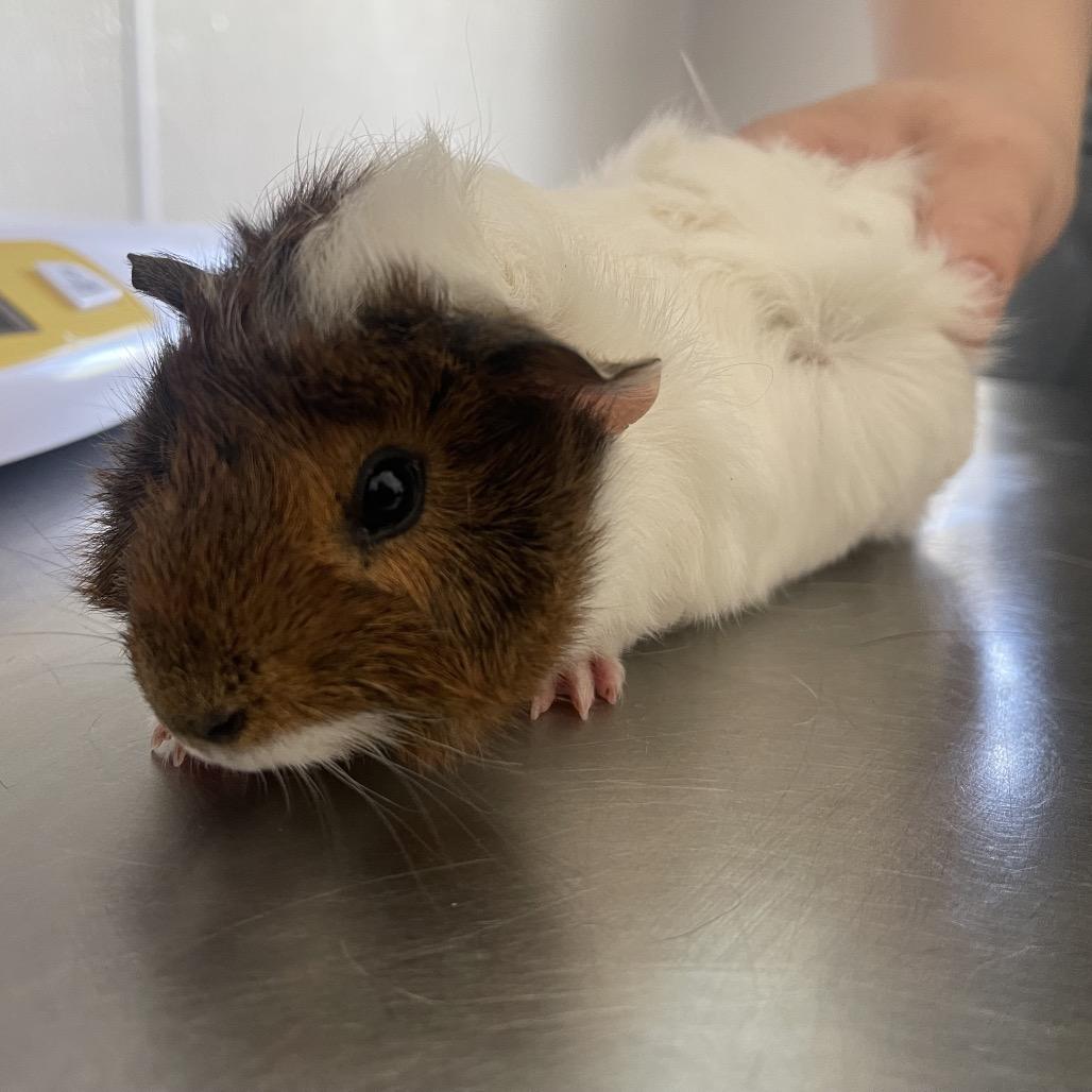 Enlarge Buttercup, a Adoptable Peruvian in Clearwater, FL image 1/2