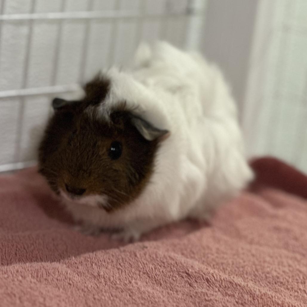 Enlarge Buttercup, a Adoptable Peruvian in Clearwater, FL image 2/2