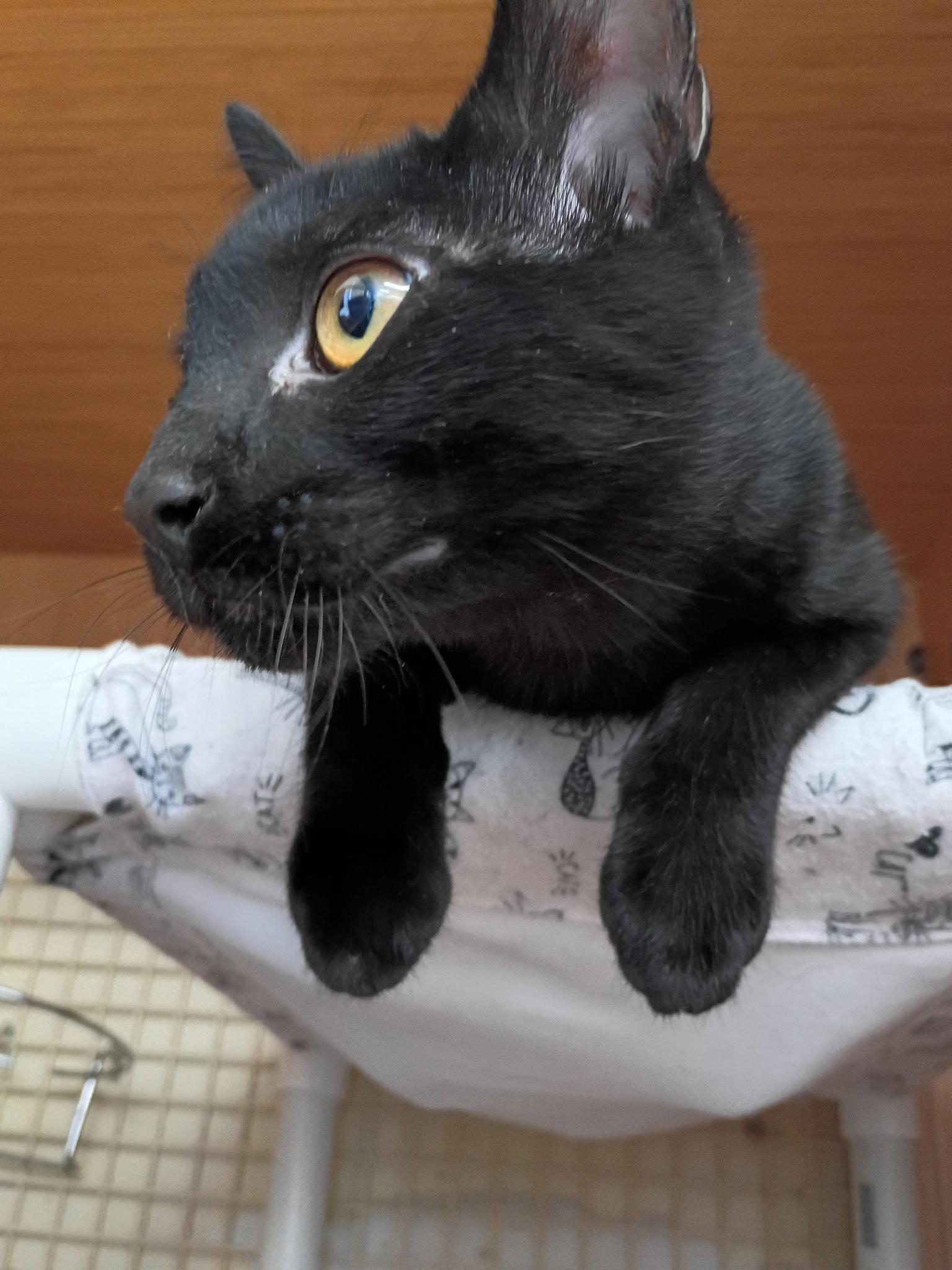 Enlarge River, a Adopted Domestic Short Hair in Plano, TX image 1/3