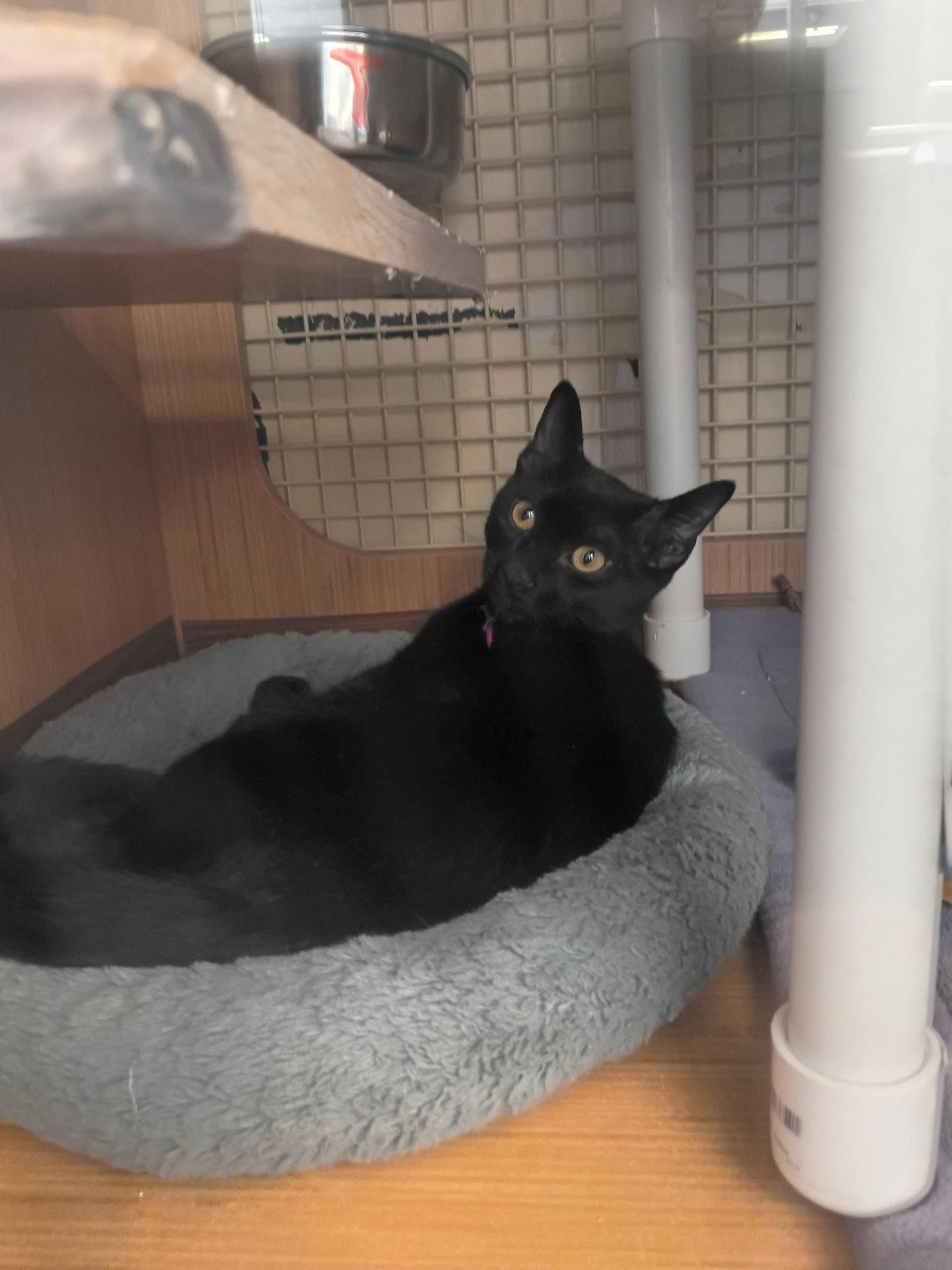 Enlarge River, a Adopted Domestic Short Hair in Plano, TX image 2/3