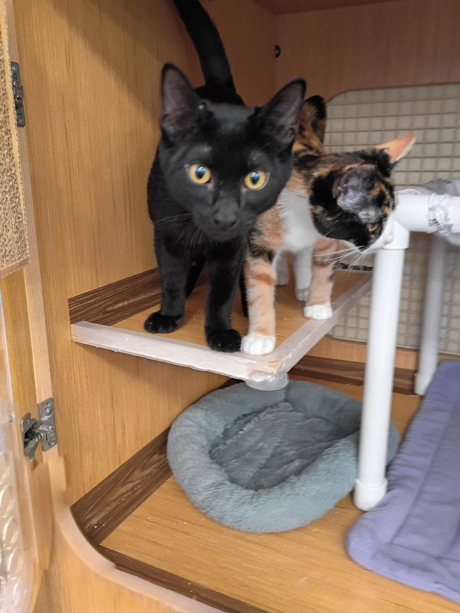 Enlarge River, a Adopted Domestic Short Hair in Plano, TX image 3/3