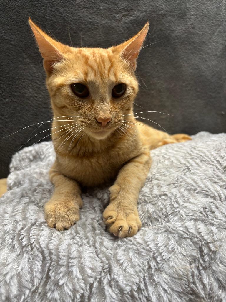 Coral, Adoptable, Young Female Domestic Short Hair.