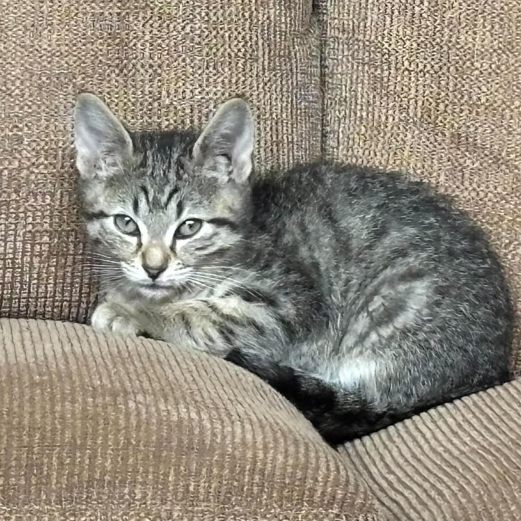 Enlarge Cash 341, a Adoptable Domestic Short Hair in Kansas City, MO image 1/3