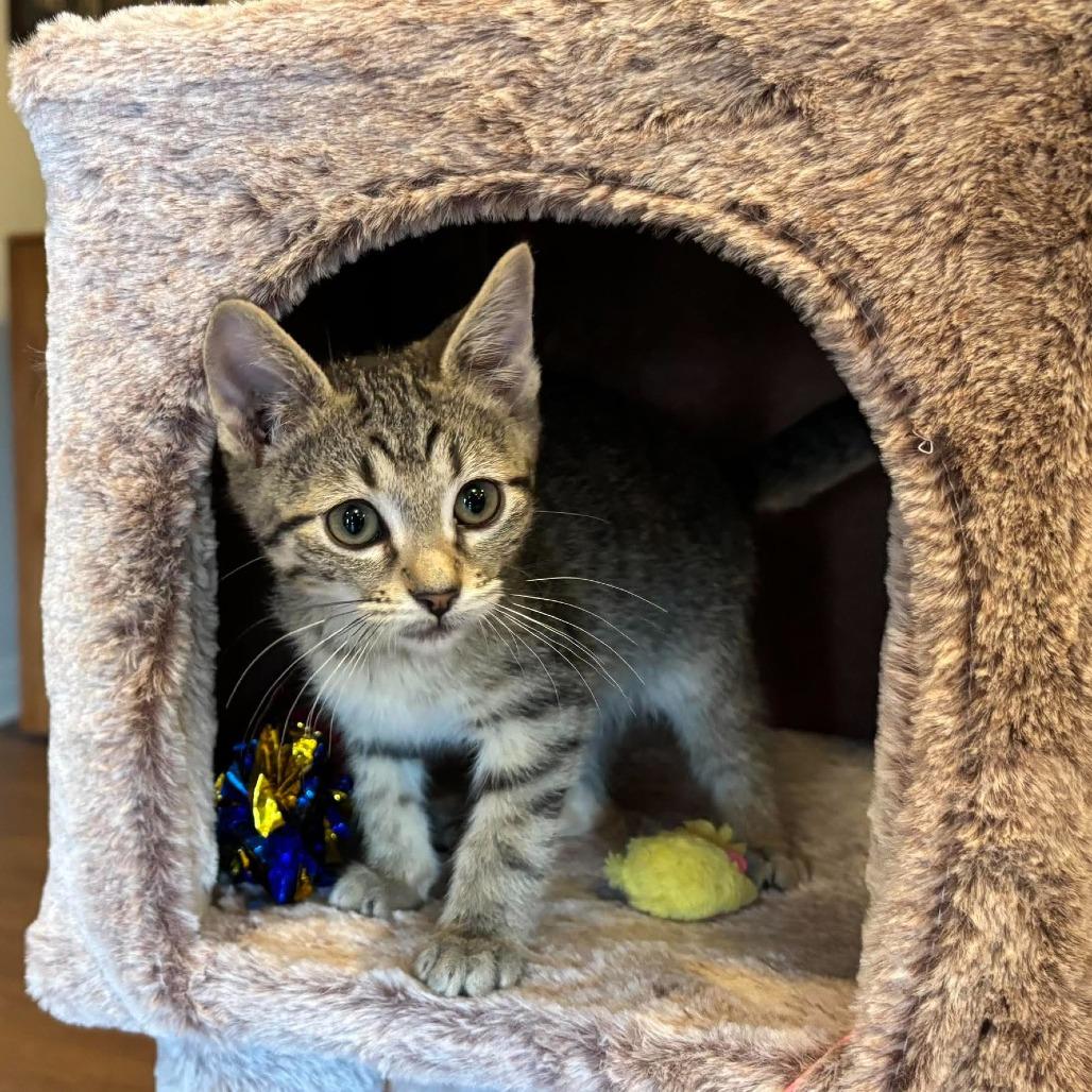 Enlarge Cash 341, a Adoptable Domestic Short Hair in Kansas City, MO image 2/3