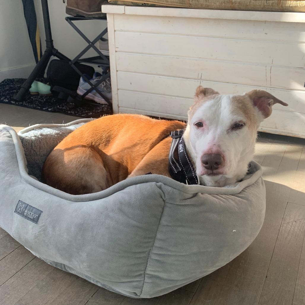 Scout, Adoptable, Senior Female Pit Bull Terrier & Basset Hound.