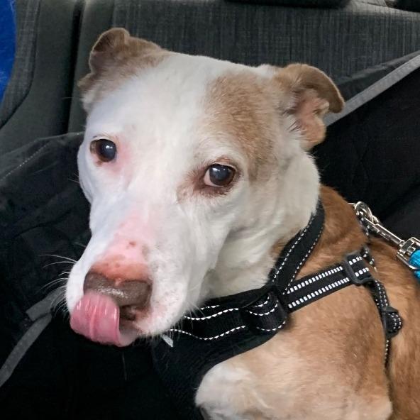 Scout, Adoptable, Senior Female Pit Bull Terrier & Basset Hound.