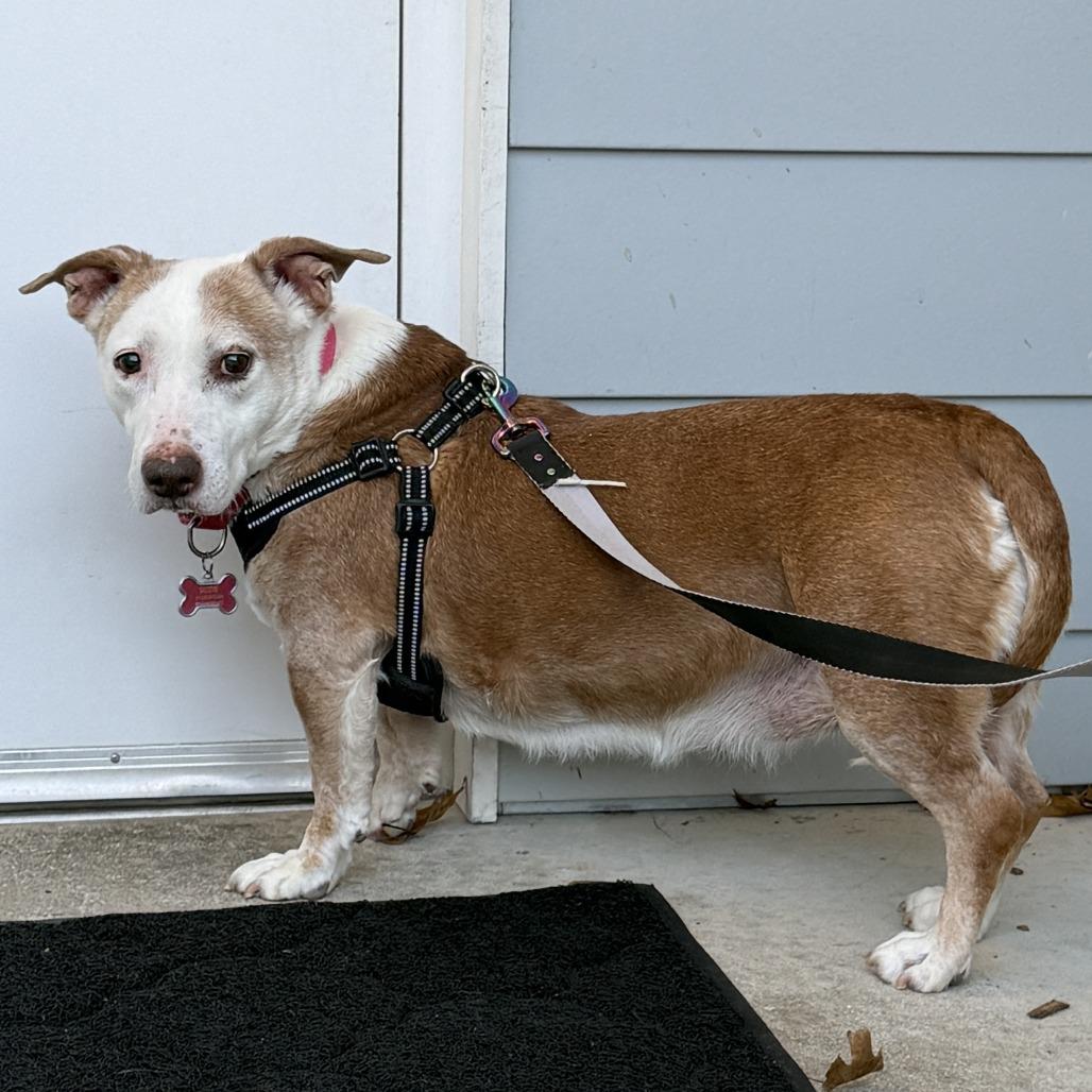 Scout, Adoptable, Senior Female Pit Bull Terrier & Basset Hound.