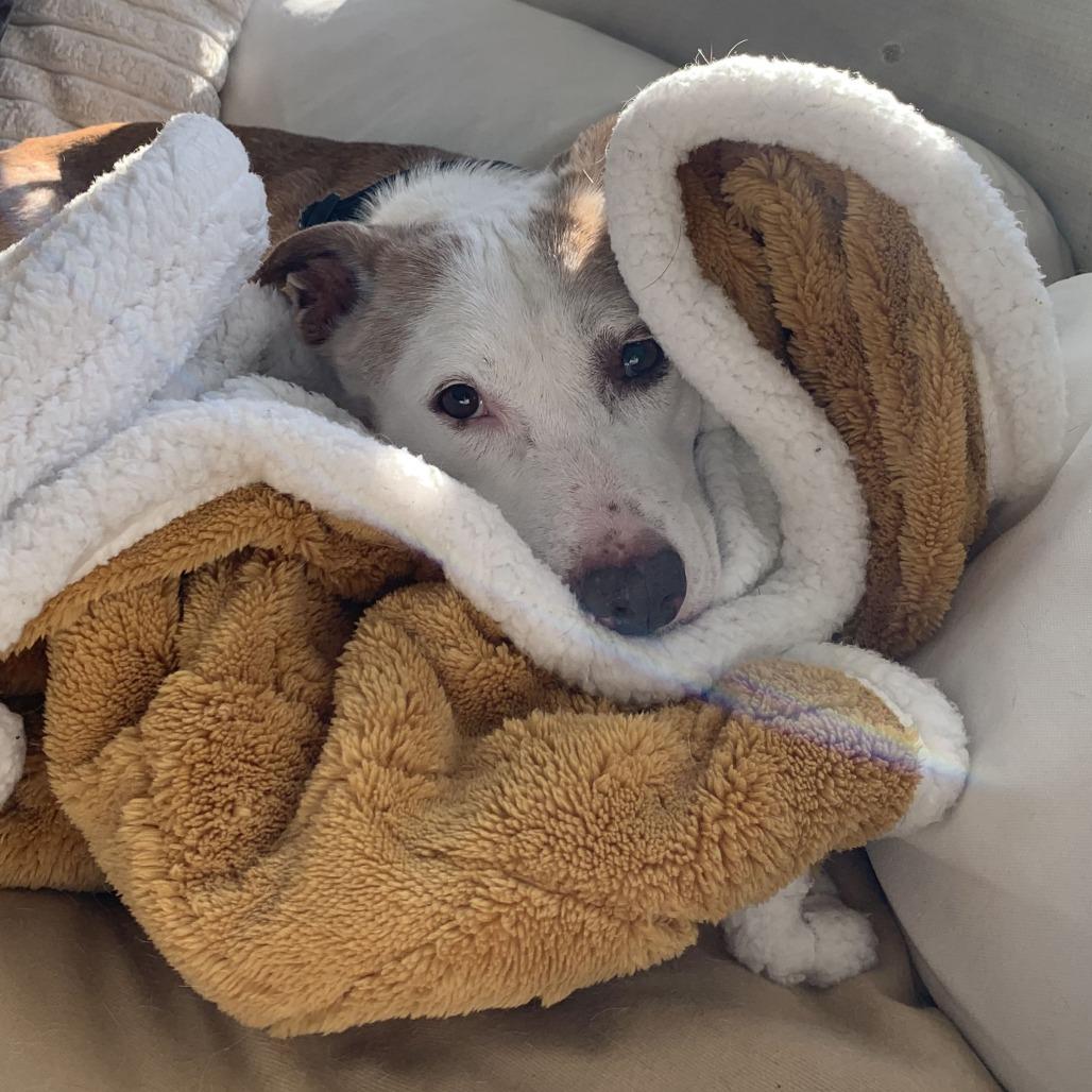 Enlarge Scout, a Adoptable mixed breed in East Hampton, NY image 2/6