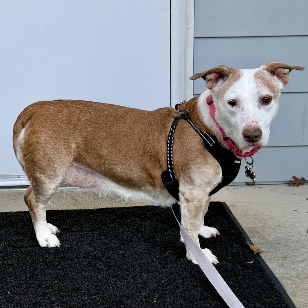 Scout, a Adoptable mixed breed in East Hampton, NY image 2/6