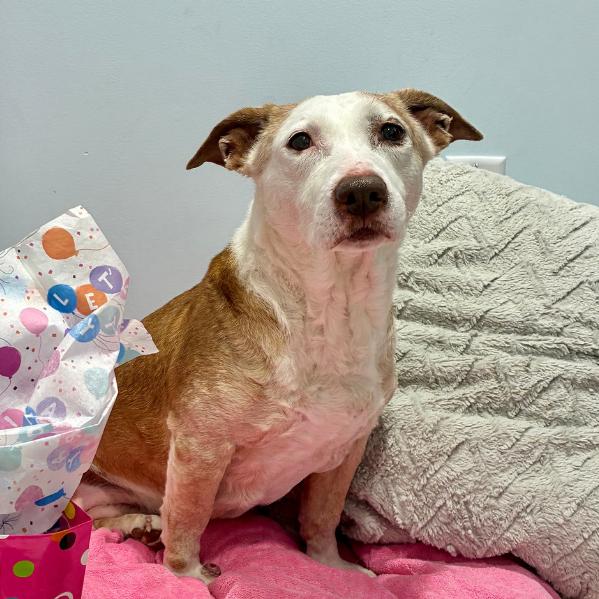 Enlarge Scout, a Adoptable mixed breed in East Hampton, NY image 4/6