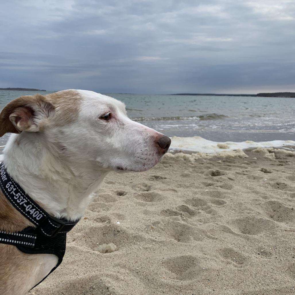 Enlarge Scout, a Adoptable mixed breed in East Hampton, NY image 5/6