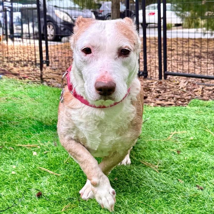 Scout, a Adoptable mixed breed in East Hampton, NY image 3/6