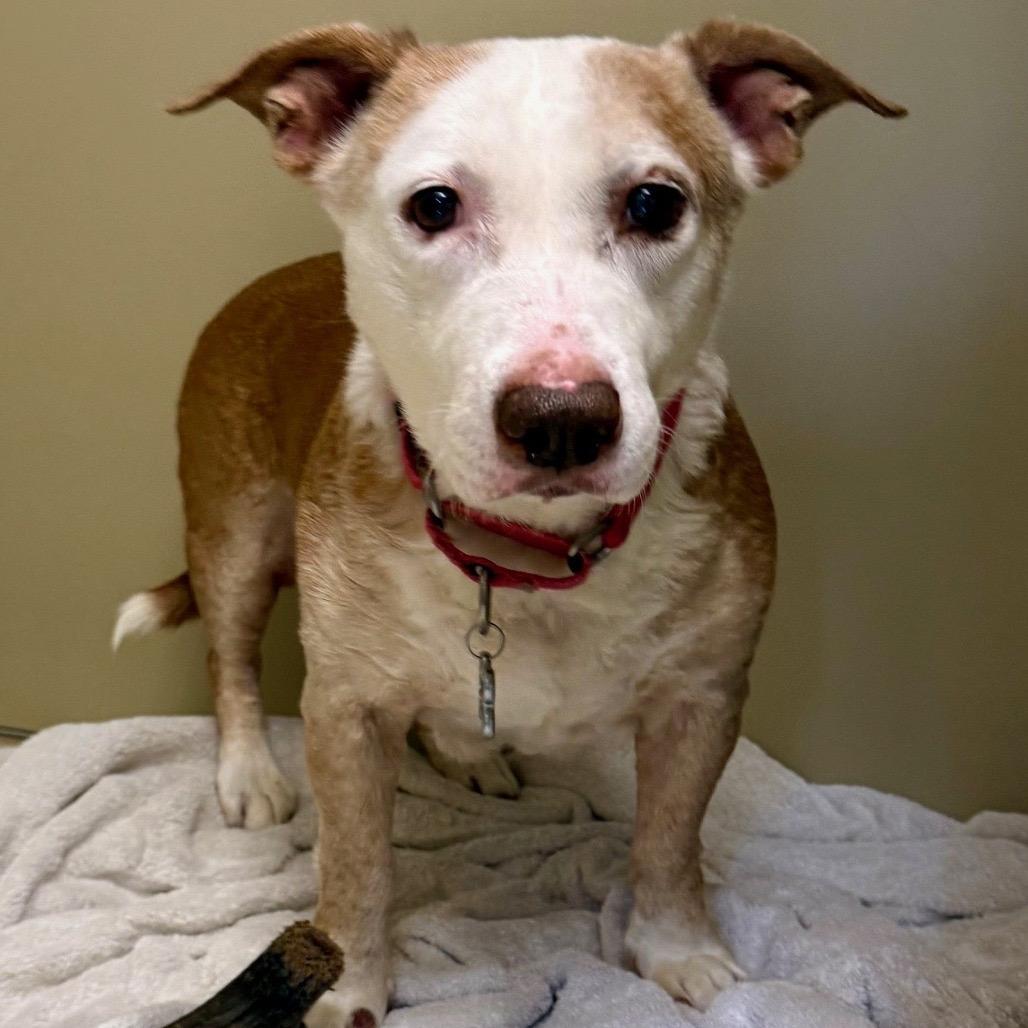 Scout, a Adoptable mixed breed in East Hampton, NY image 4/6