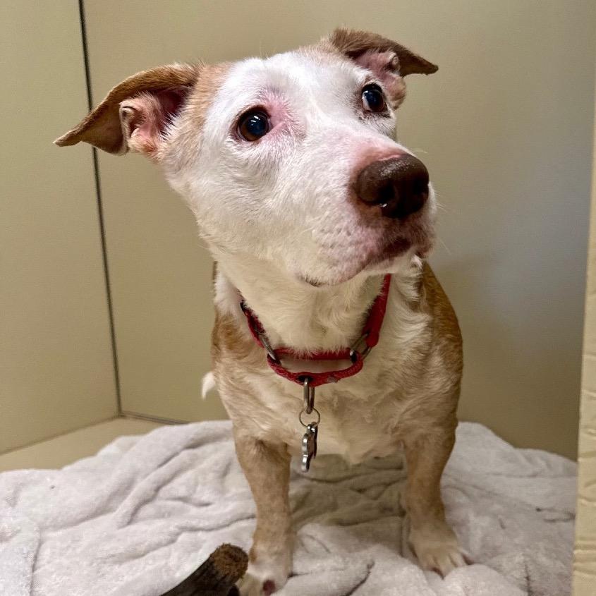 Scout, a Adoptable mixed breed in East Hampton, NY image 5/6