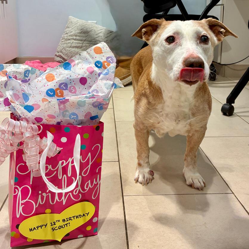 Enlarge Scout, a Adoptable mixed breed in East Hampton, NY image 6/6