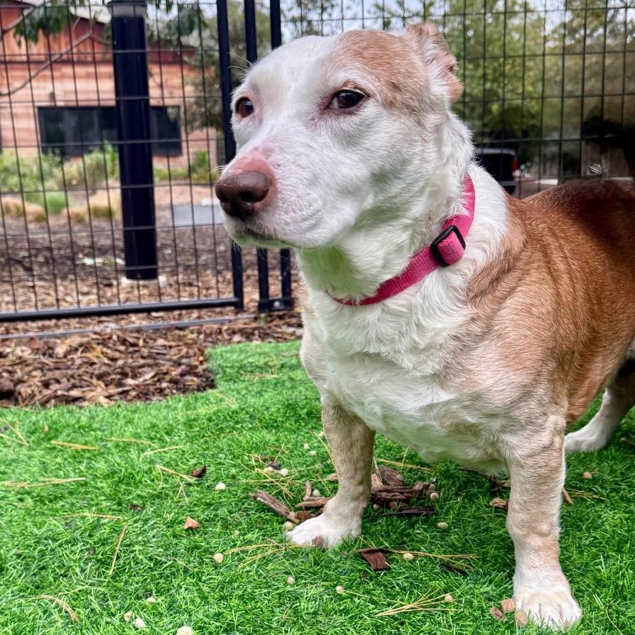 Scout, a Adoptable mixed breed in East Hampton, NY image 6/6