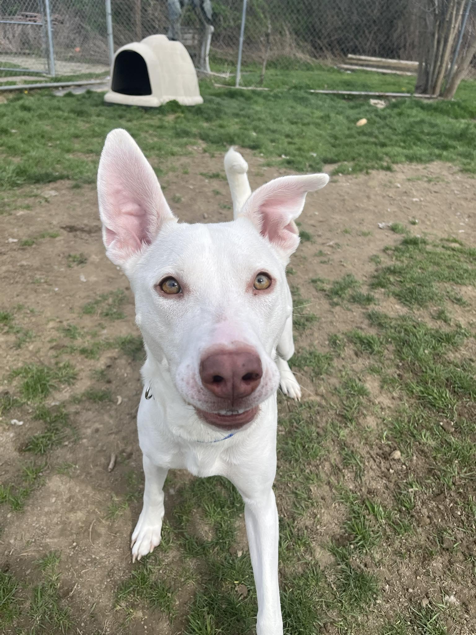 Enlarge Jasmine, a ADOPTABLE Pit Bull Terrier in Altoona, PA image 1/1