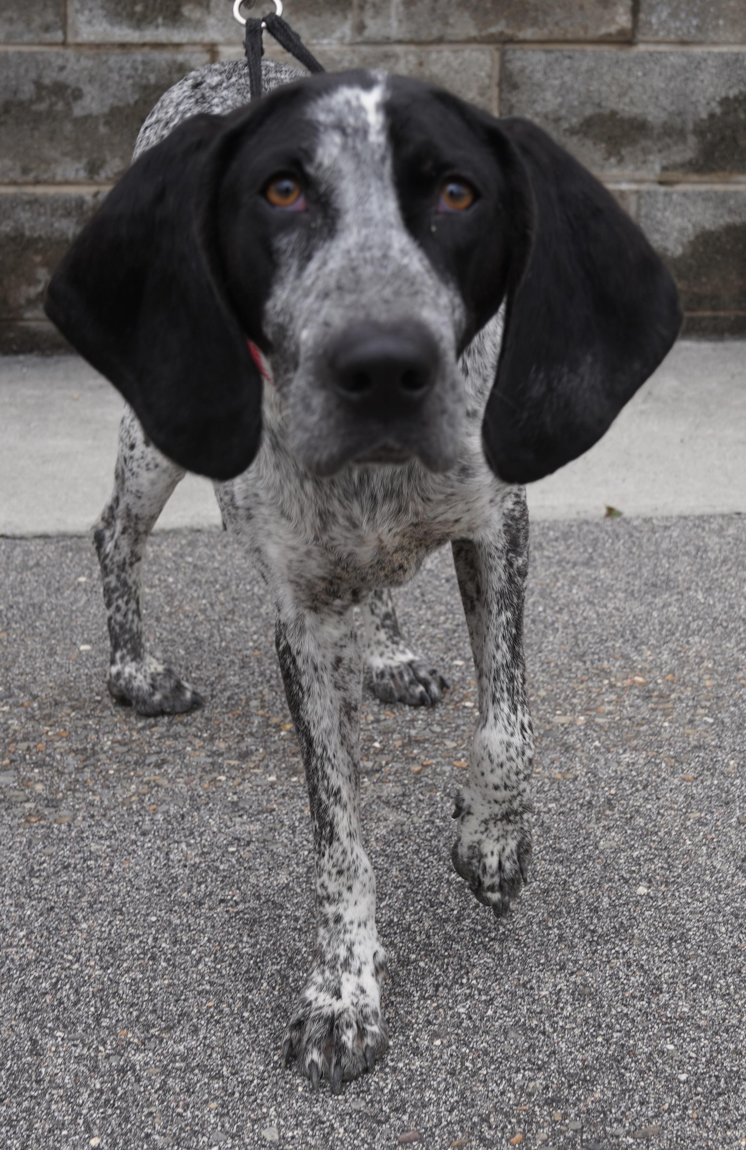 Enlarge  Starr , a ADOPTABLE Bluetick Coonhound in Pottsville, PA image 2/5