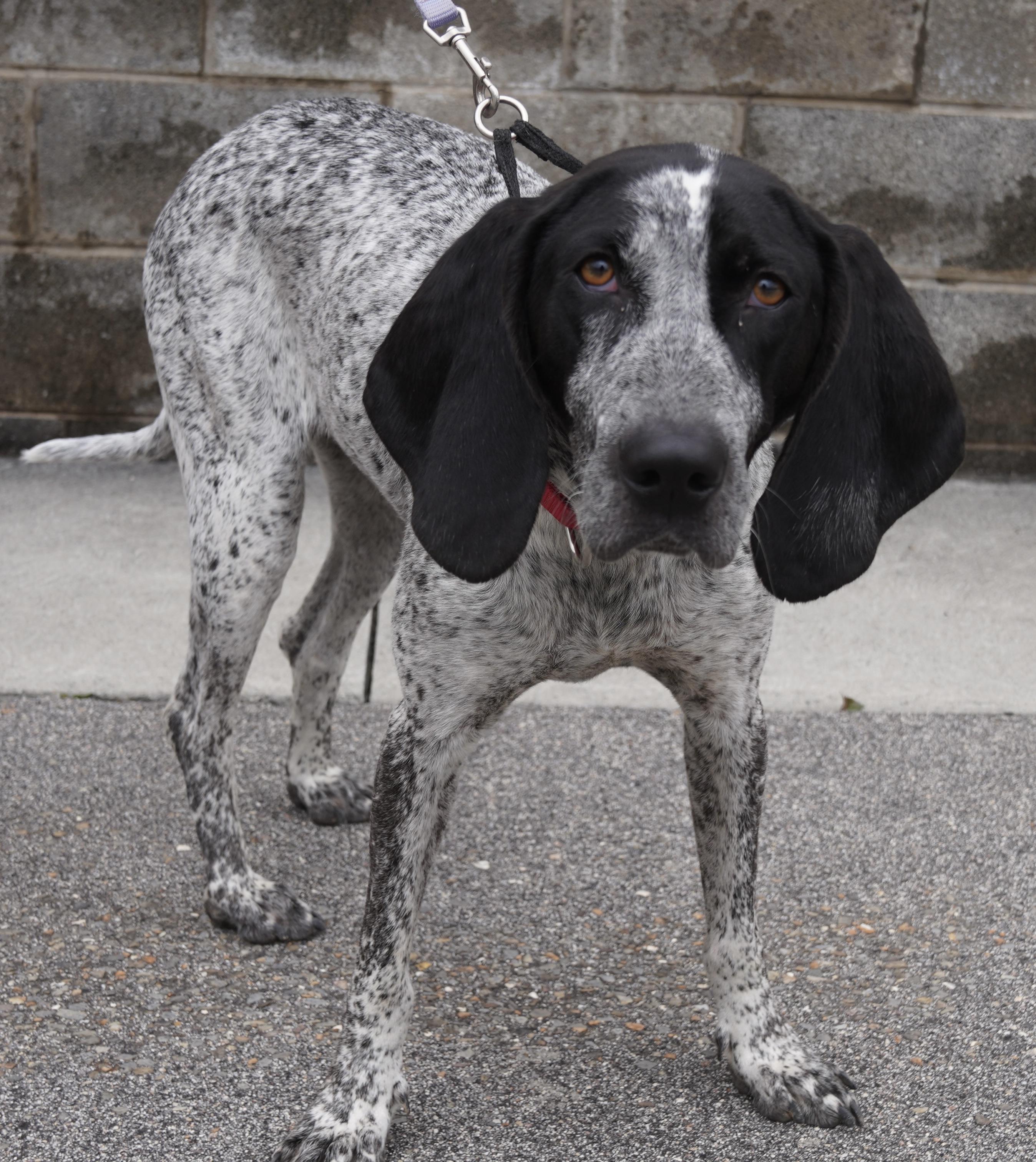 Enlarge  Starr , a ADOPTABLE Bluetick Coonhound in Pottsville, PA image 5/5