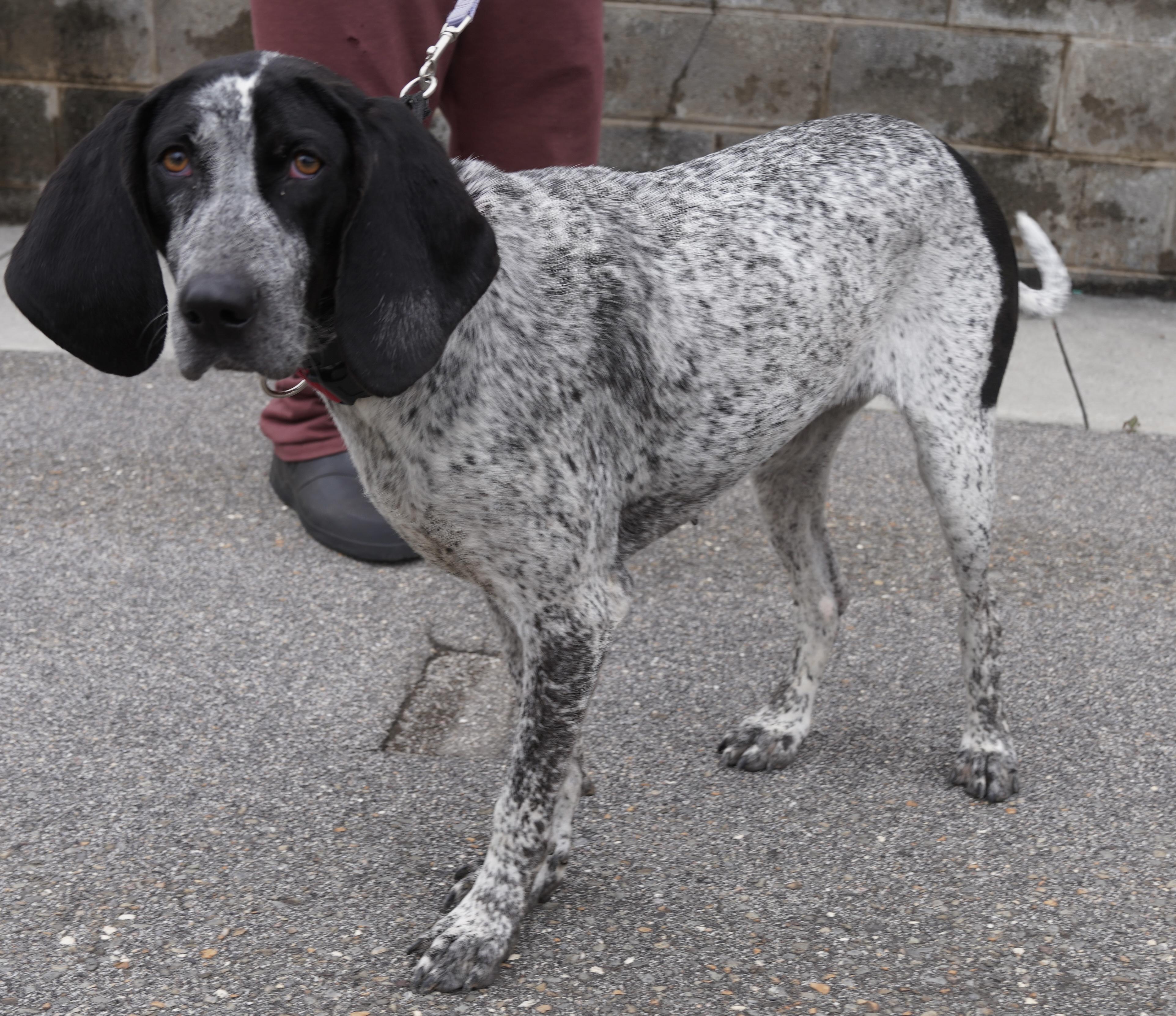 Enlarge  Starr , a ADOPTABLE Bluetick Coonhound in Pottsville, PA image 3/5