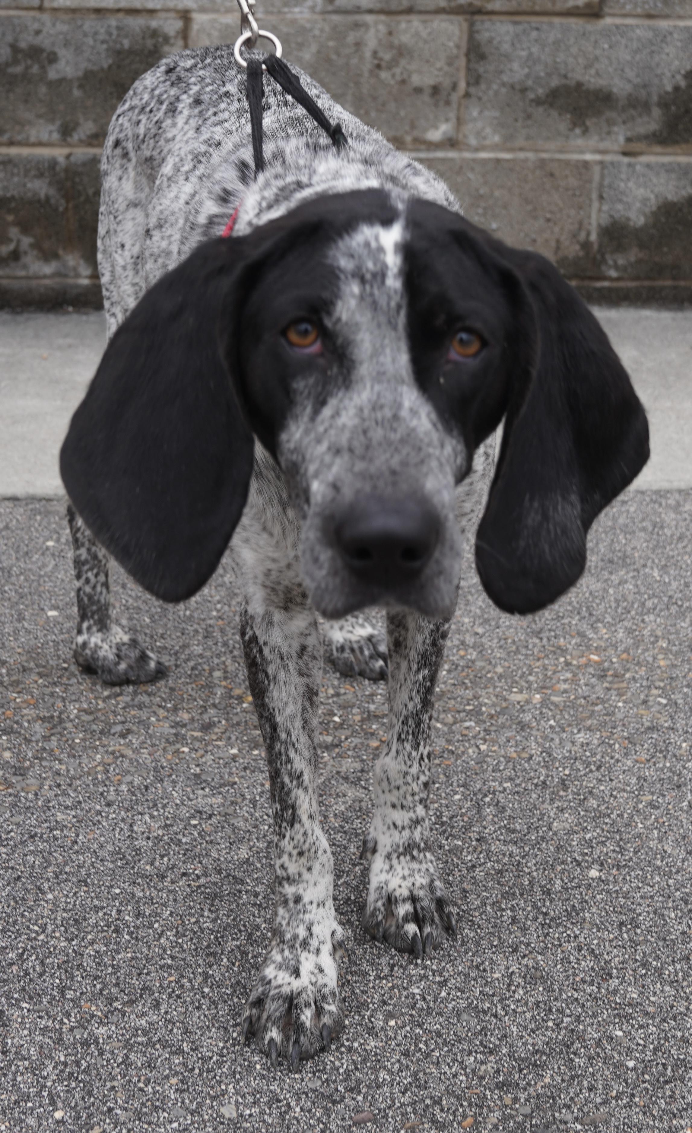 Enlarge  Starr , a ADOPTABLE Bluetick Coonhound in Pottsville, PA image 1/5