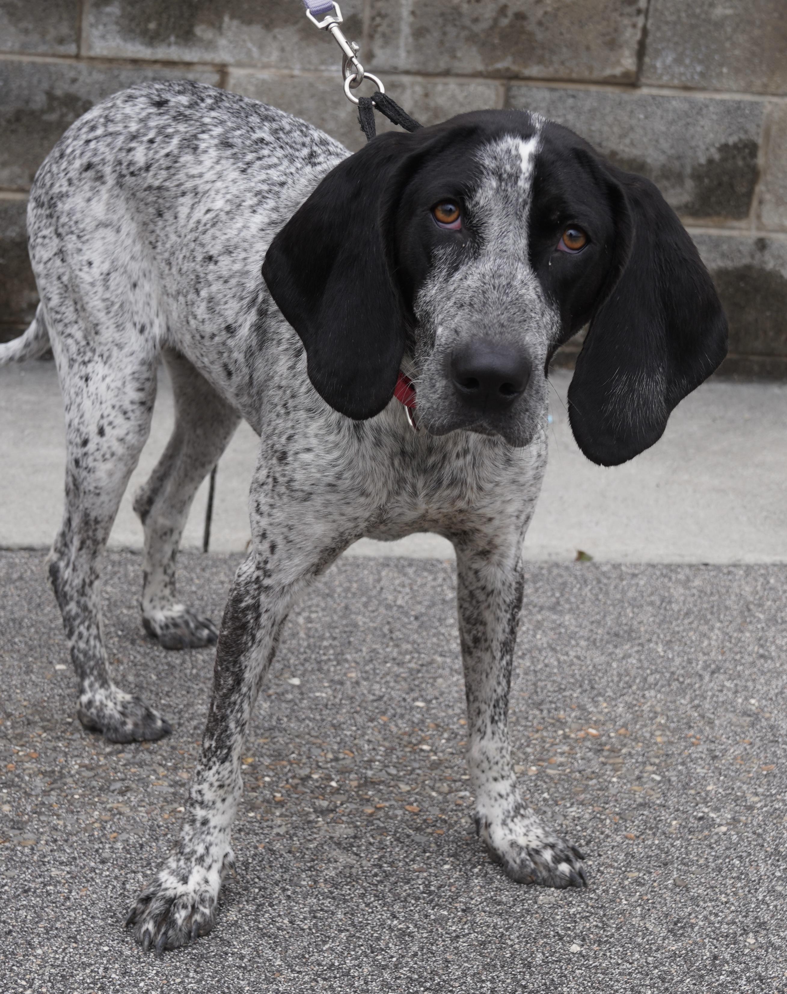 Enlarge  Starr , a ADOPTABLE Bluetick Coonhound in Pottsville, PA image 4/5