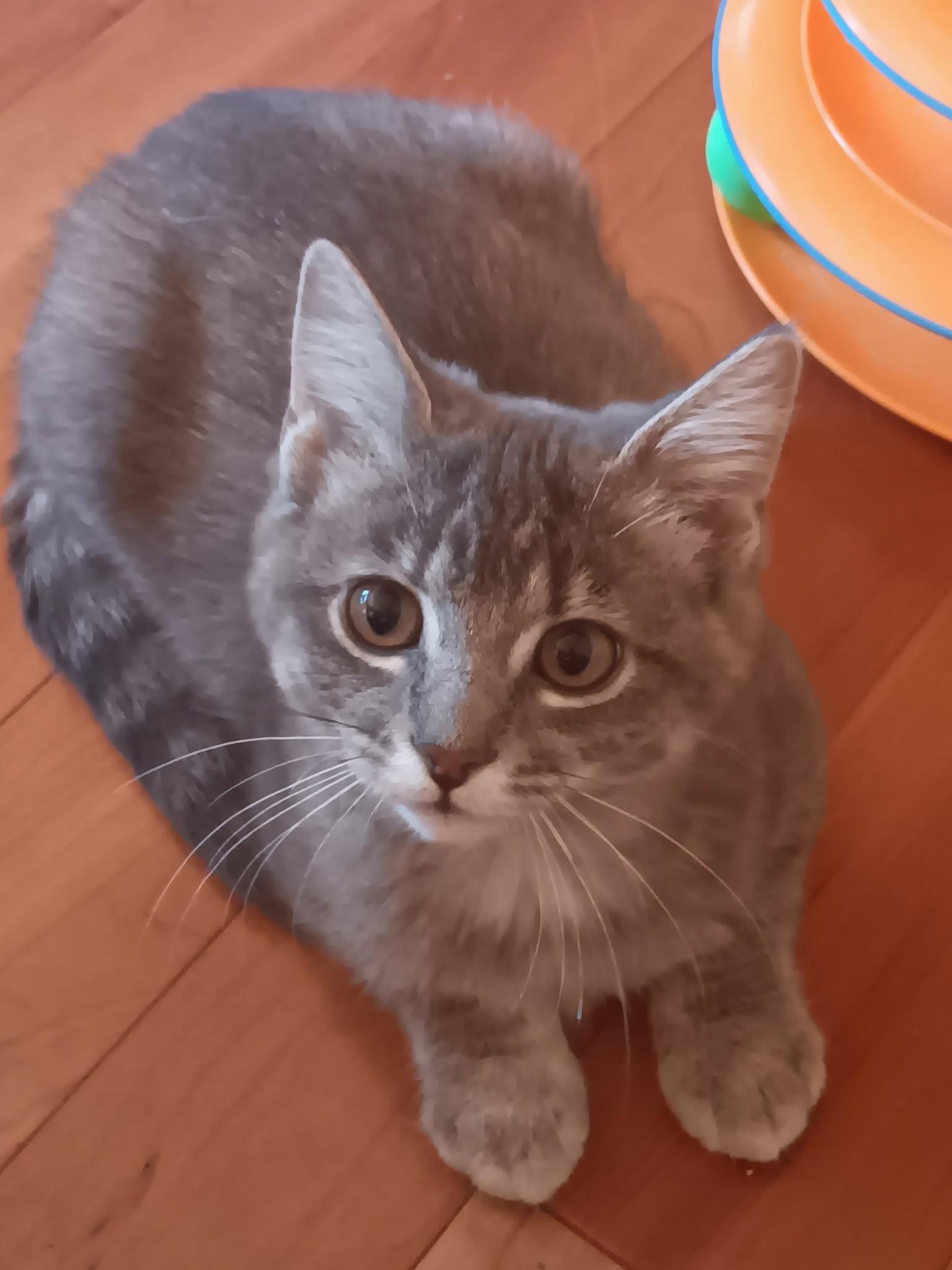 Heather, a Adopted mixed breed in Forest Lake, MN image 1/2