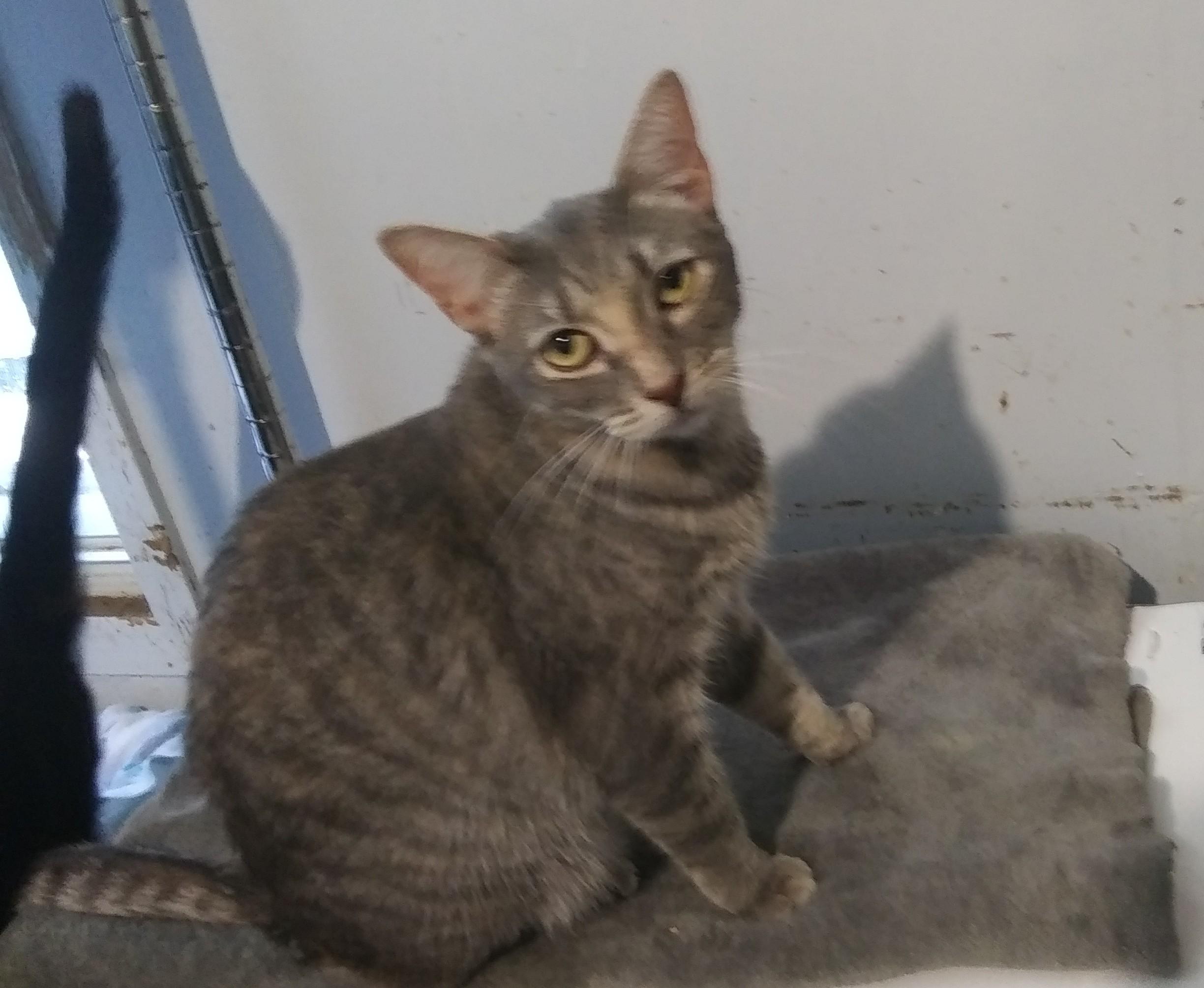 Granny Smith, a Adoptable Domestic Short Hair in Port Wentworth, GA image 2/4