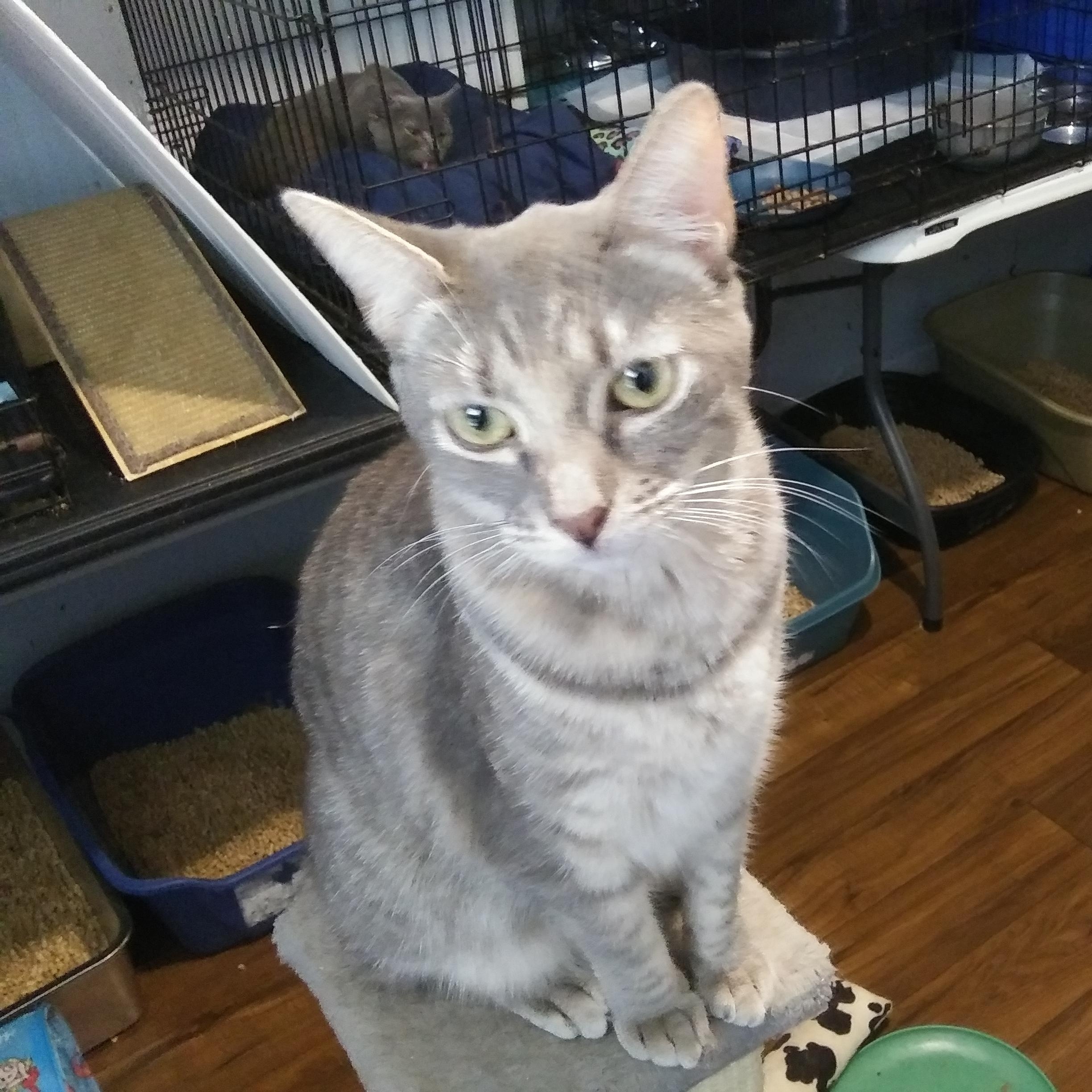 Granny Smith, Adoptable, Young Female Domestic Short Hair.