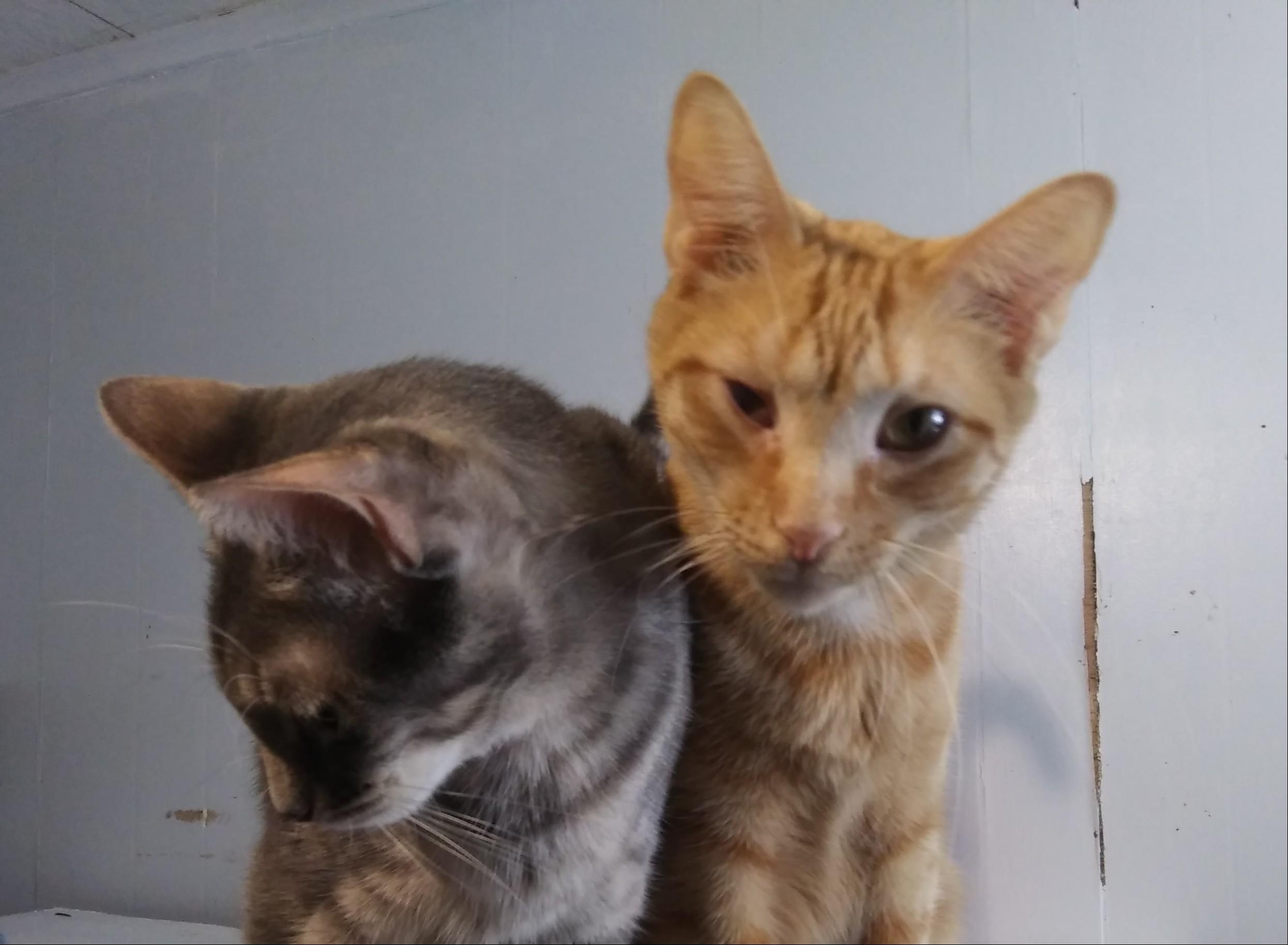 Granny Smith, a Adoptable Domestic Short Hair in Port Wentworth, GA image 4/4