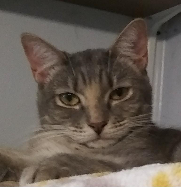 Granny Smith, Adoptable, Young Female Domestic Short Hair.