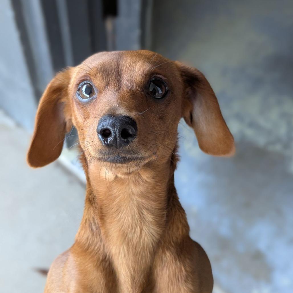 Enlarge Sugar, an adopted mixed breed in Ocala, FL image 1/1