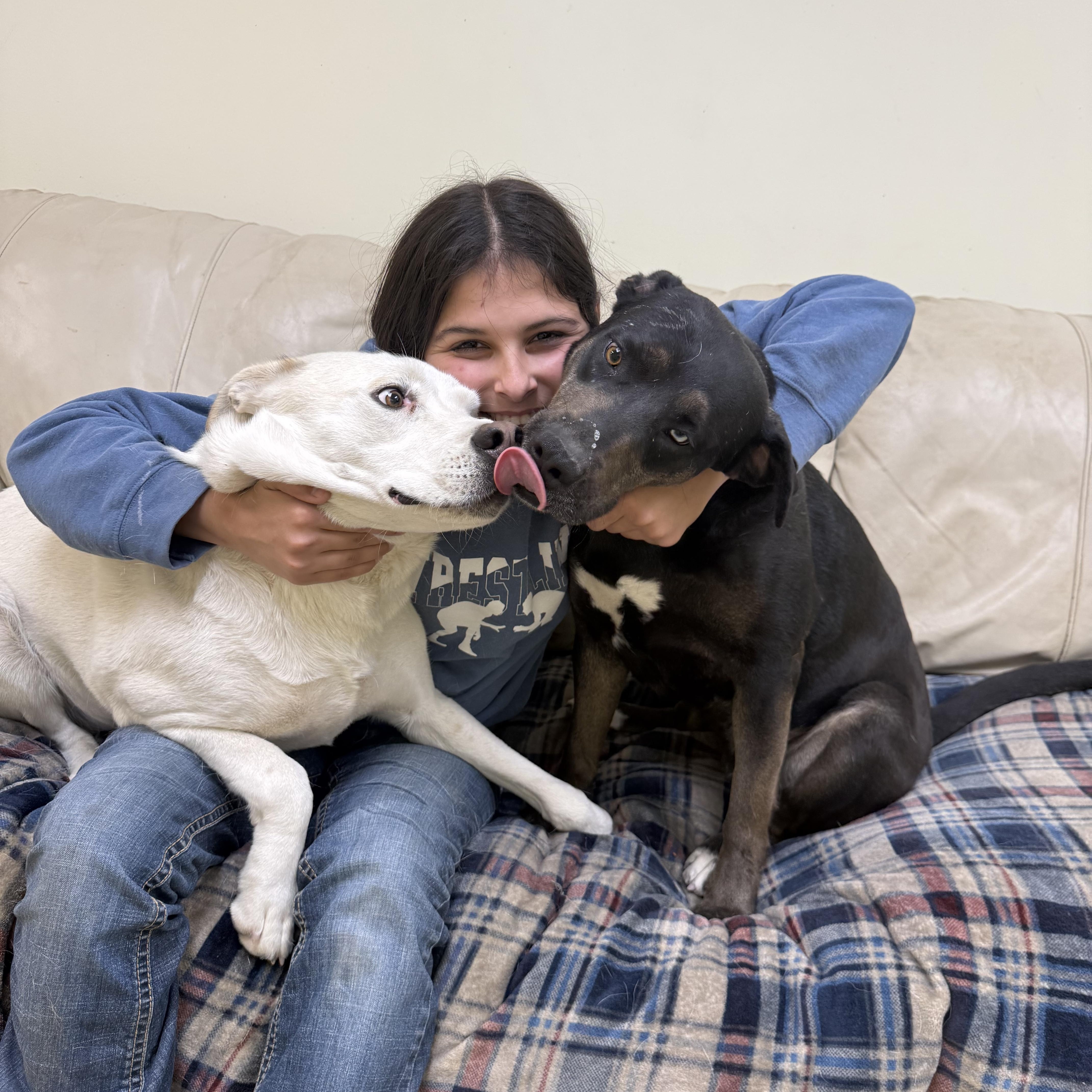 Cadence, a Adoptable mixed breed in Hiawatha, KS image 5/5