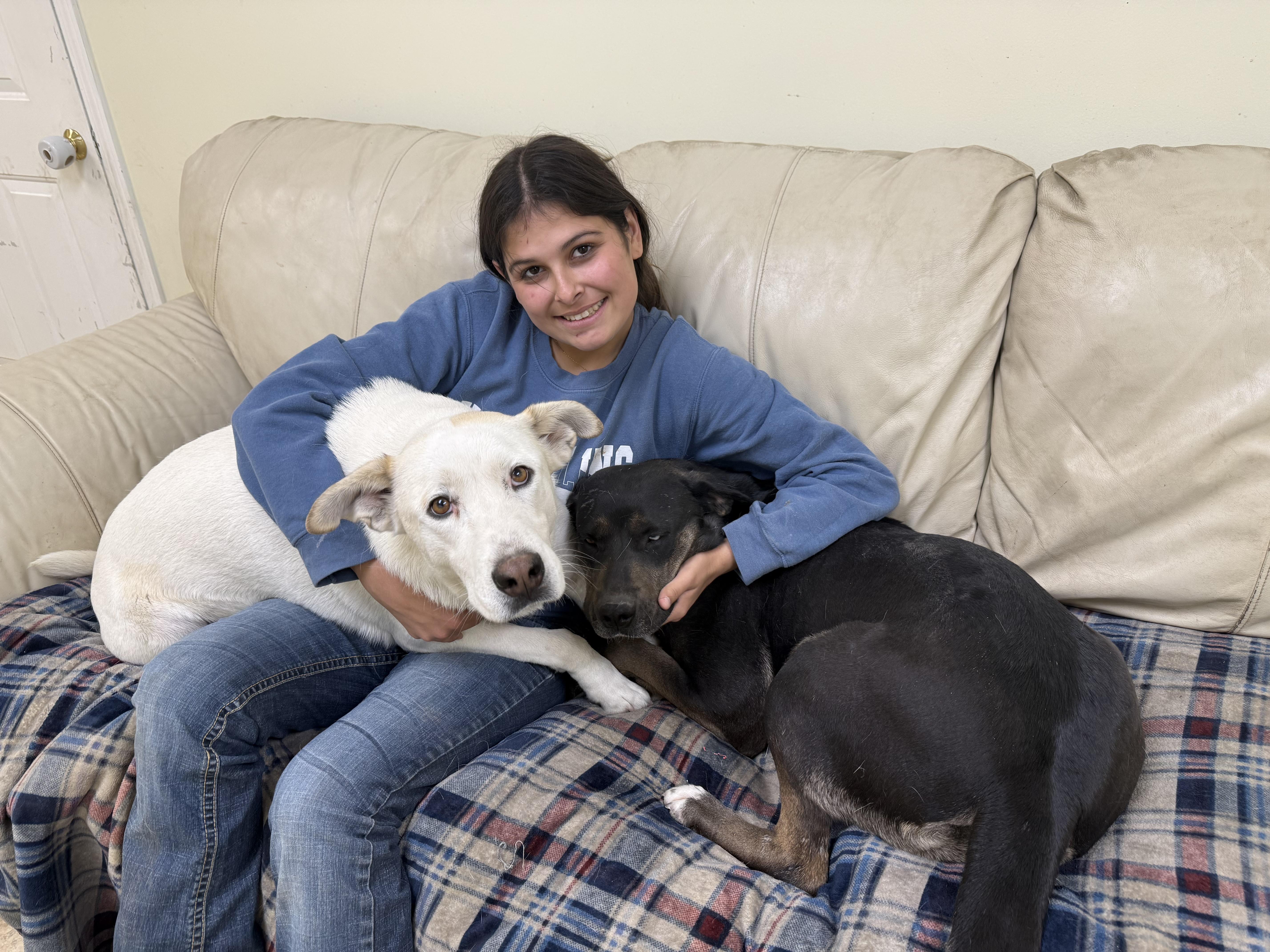 Cadence, Adoptable, Adult Female Husky & Alaskan Malamute.