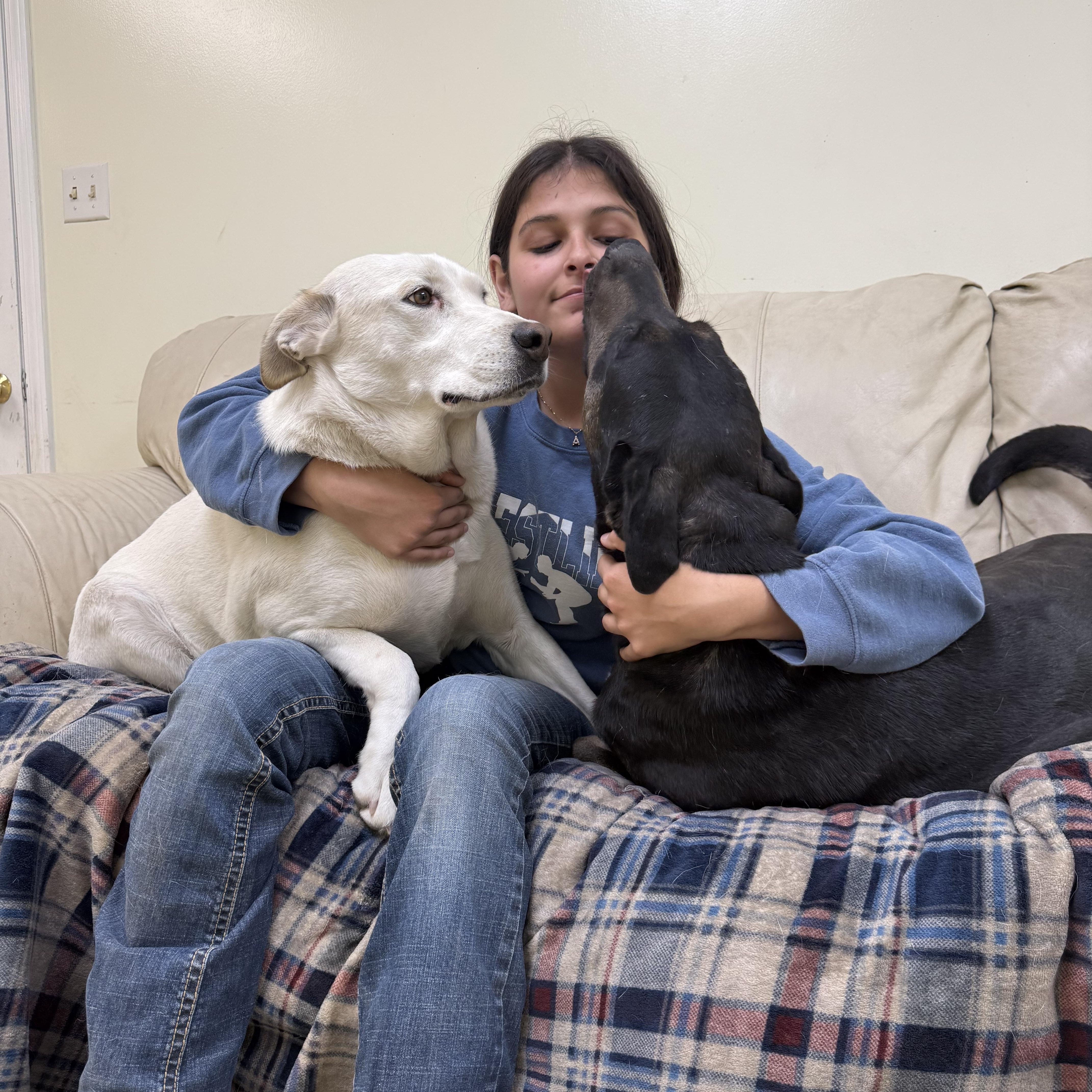 Cadence, a Adoptable mixed breed in Hiawatha, KS image 4/5