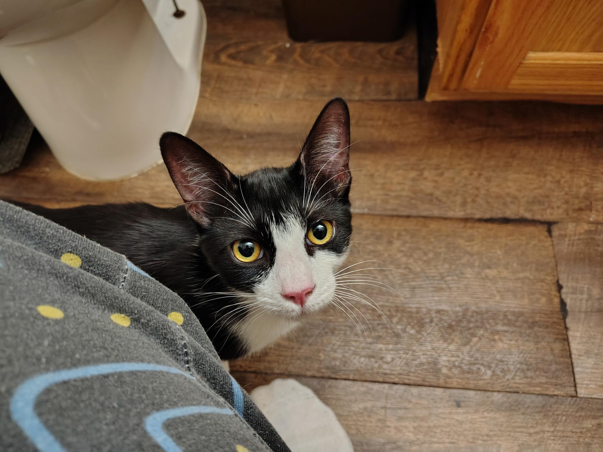 Enlarge Nacho, an adopted Domestic Short Hair in San Andreas, CA image 1/1