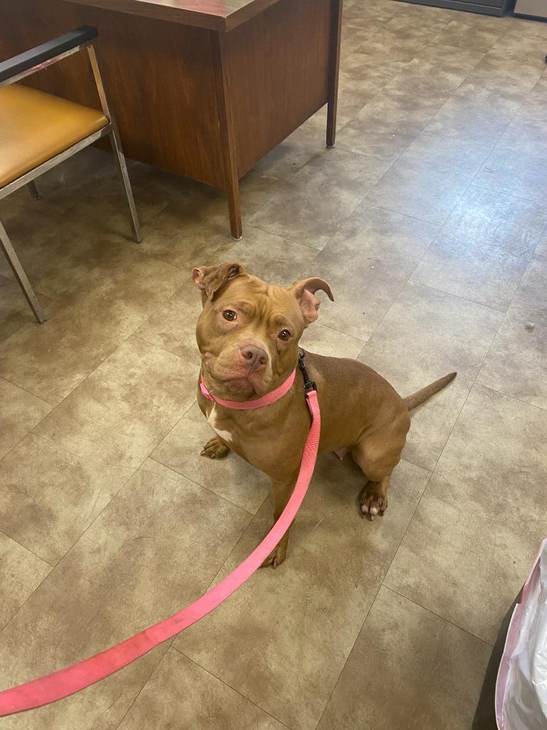 Bambi, Adoptable, Adult Female Pit Bull Terrier.