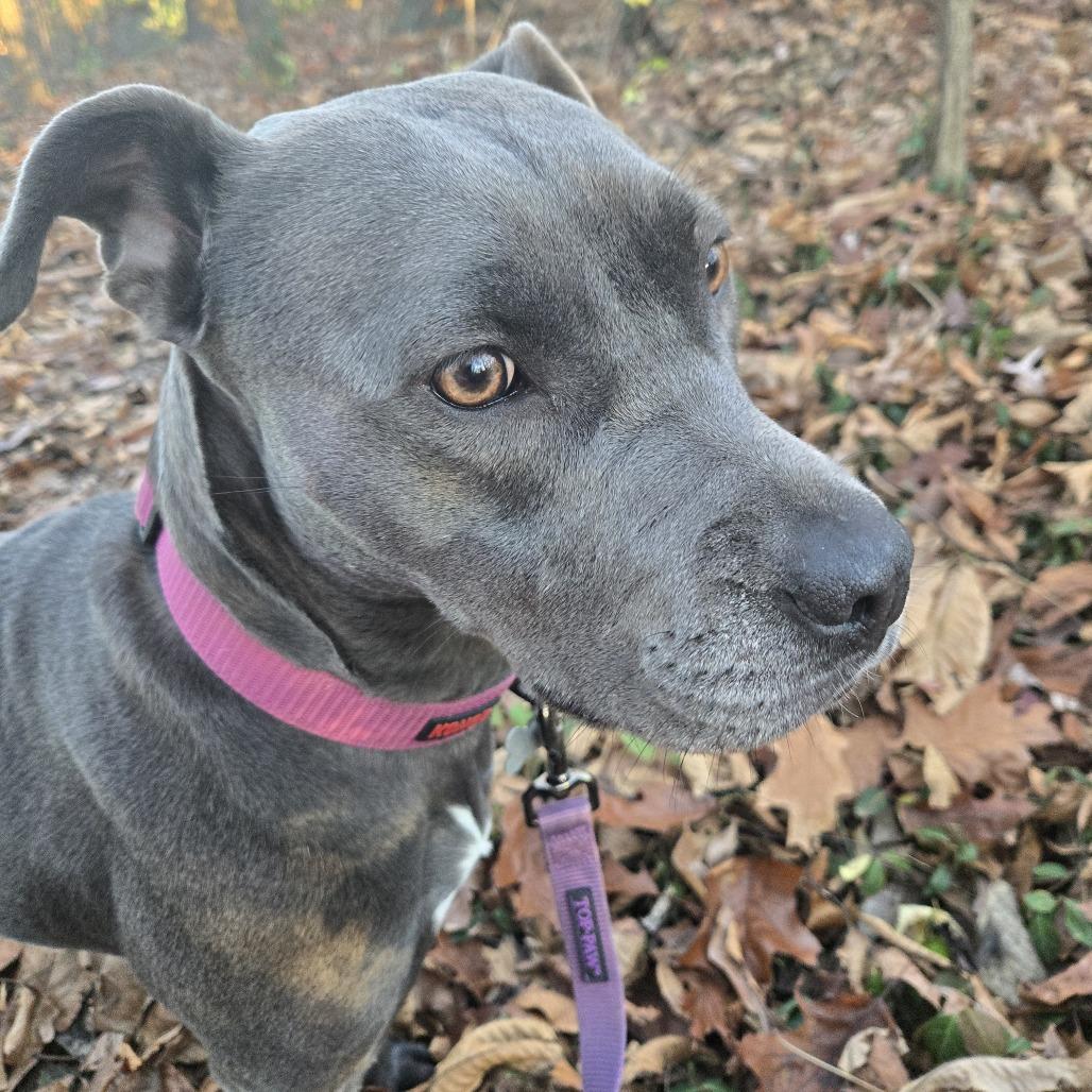 Enlarge Shiloh, a Adoptable Mixed Breed in Chesapeake, VA image 1/5